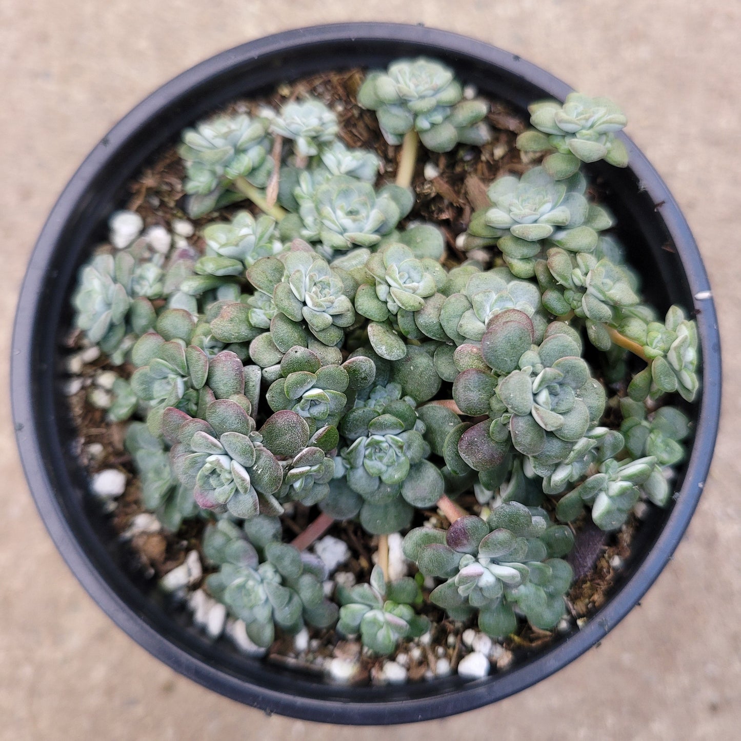Sedum spathulifolium 'Cape Blanco' Stonecrop