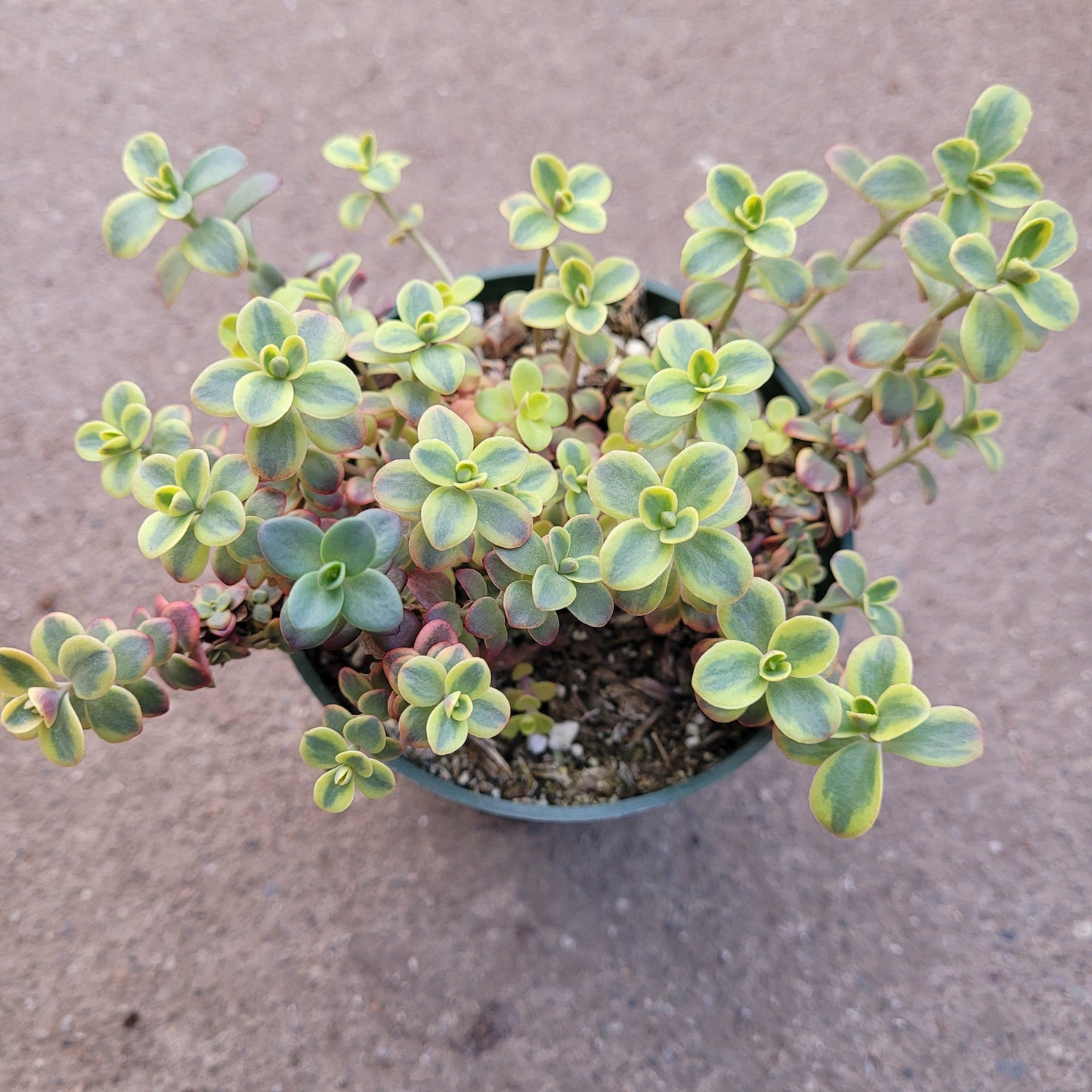 SunSparkler® Sedum 'Wildfire'
