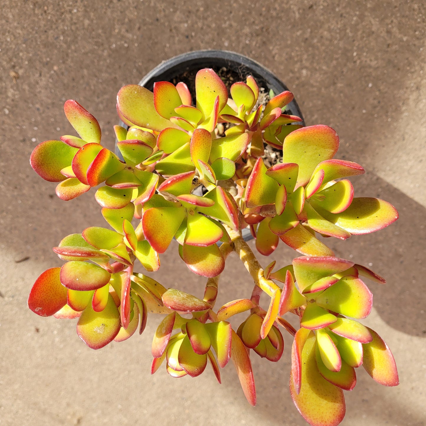 Crassula ovata - Classic Jade