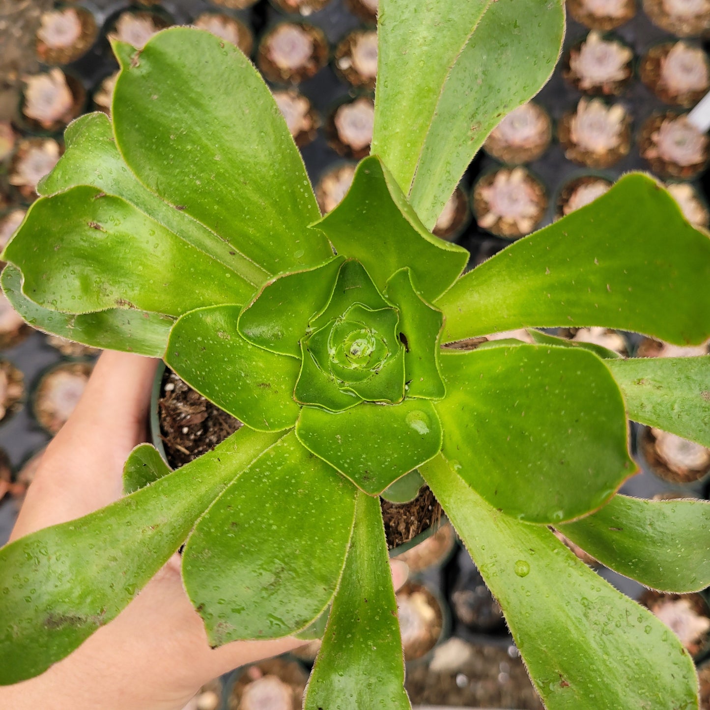 Aeonium undulatum (Stalked Aeonium)