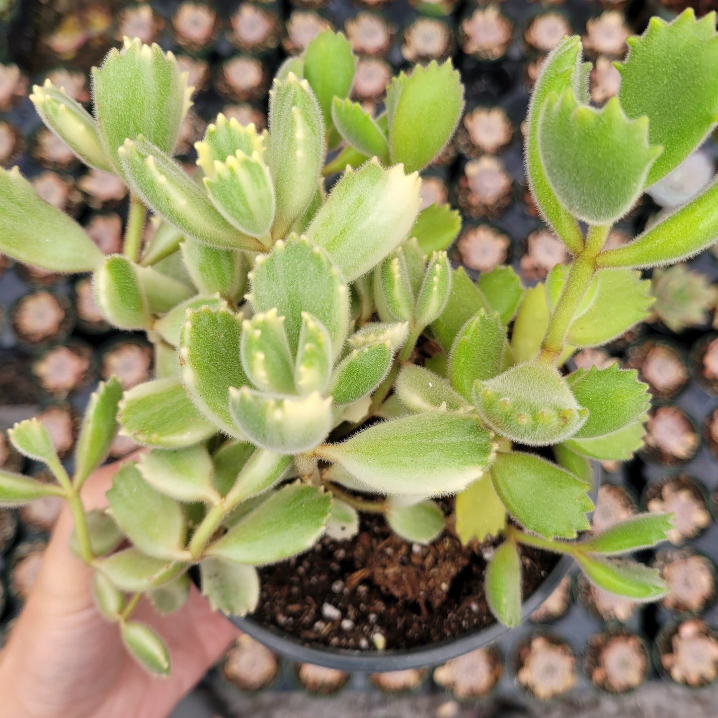 Cotyledon tomentosa Variegated Bear's Paw