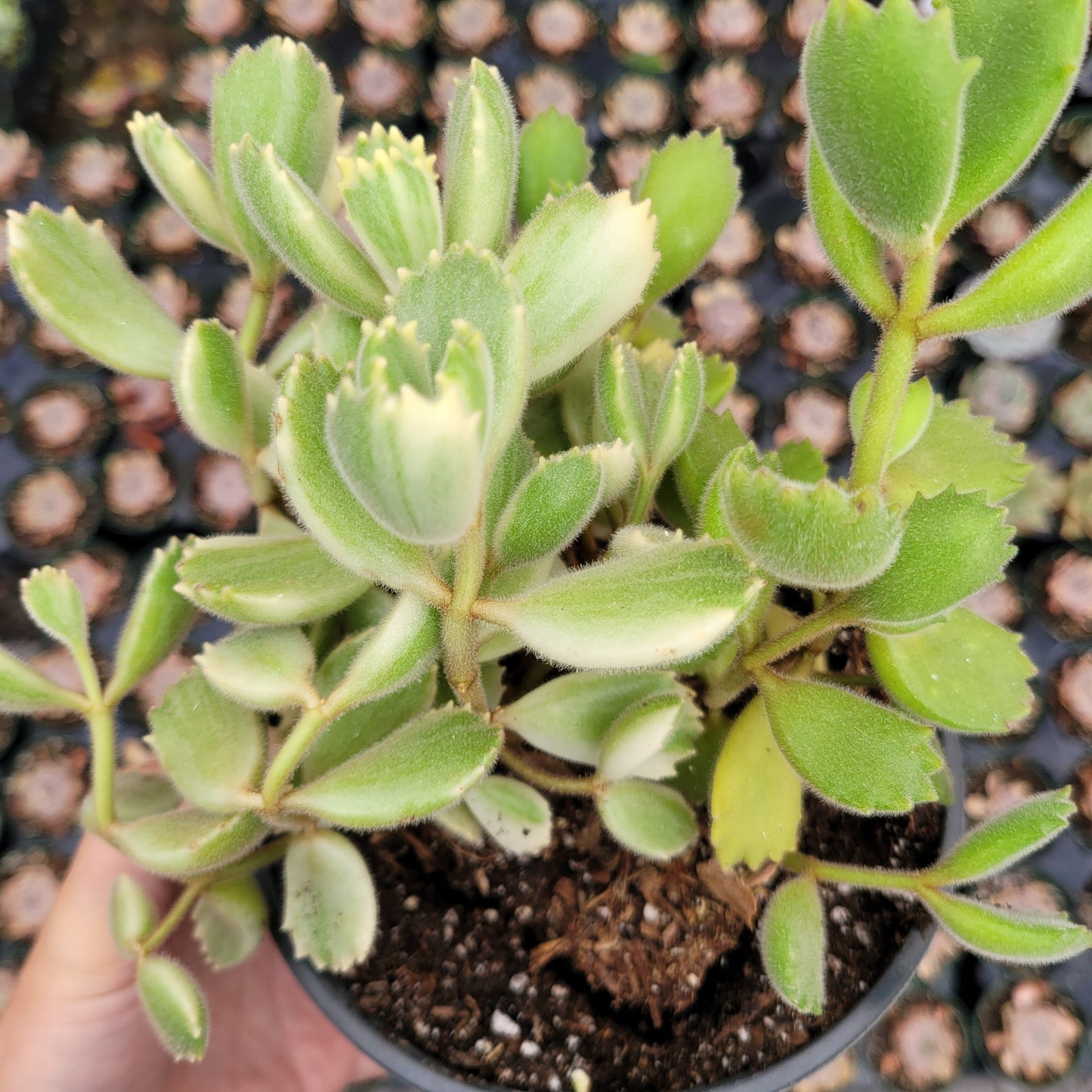 Cotyledon tomentosa Variegated Bear's Paw