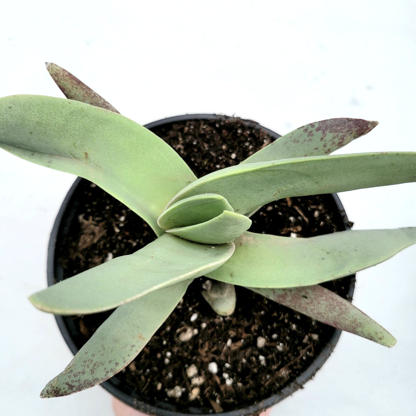 Crassula falcata 'Propeller Plant'