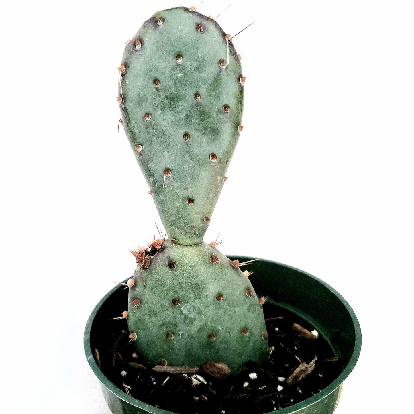 Opuntia santarita Santa Rita Purple Prickly Pear Cactus