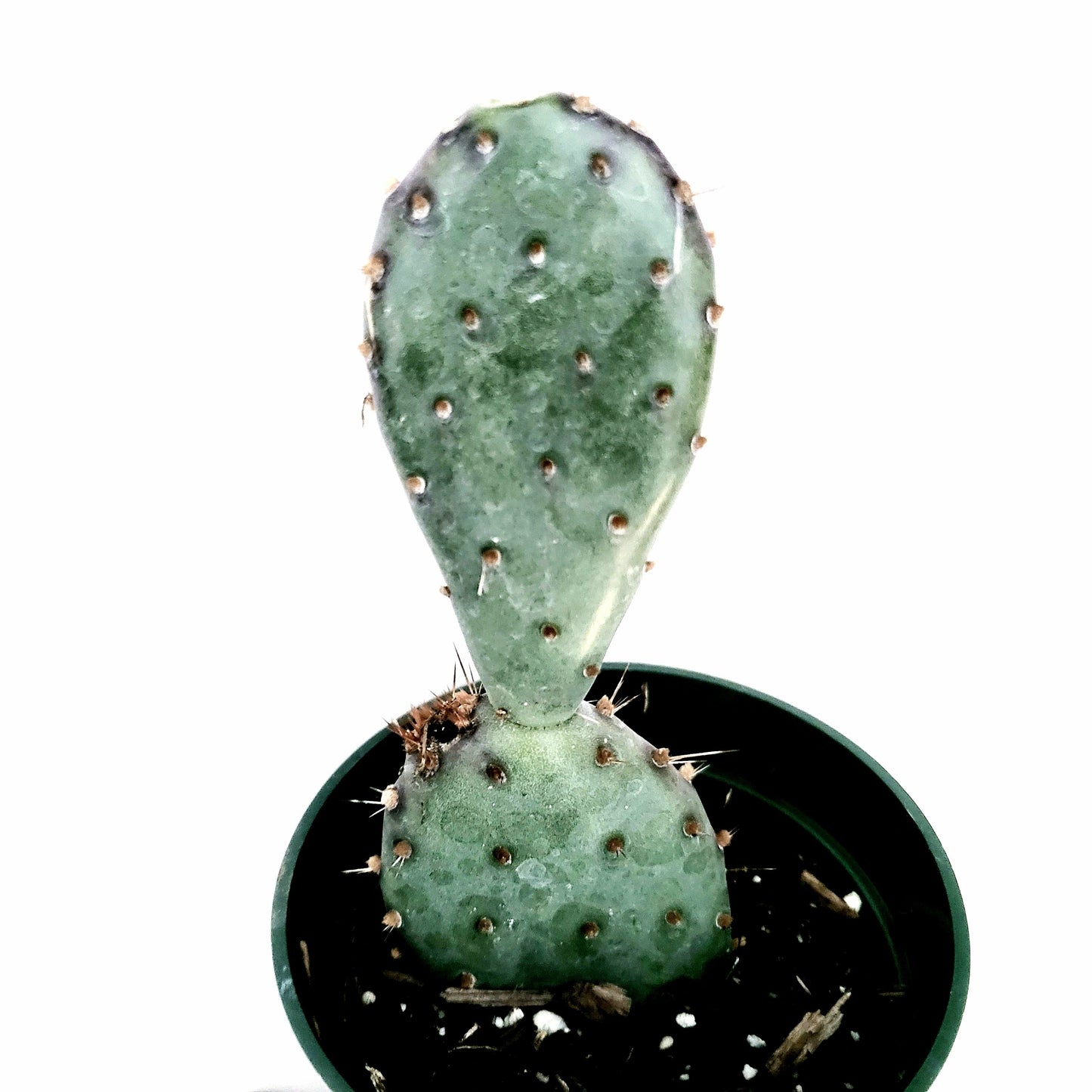 Opuntia santarita Santa Rita Purple Prickly Pear Cactus