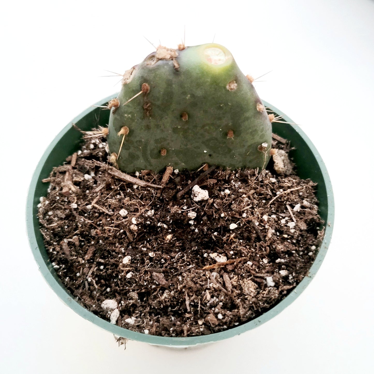 Opuntia santarita Santa Rita Purple Prickly Pear Cactus