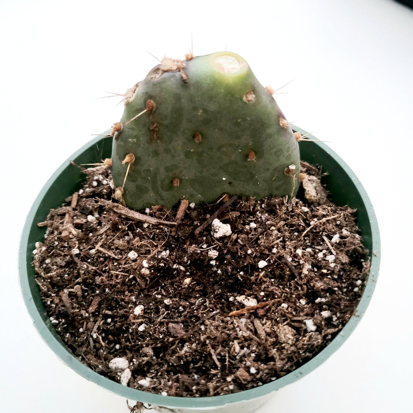 Opuntia santarita Santa Rita Purple Prickly Pear Cactus