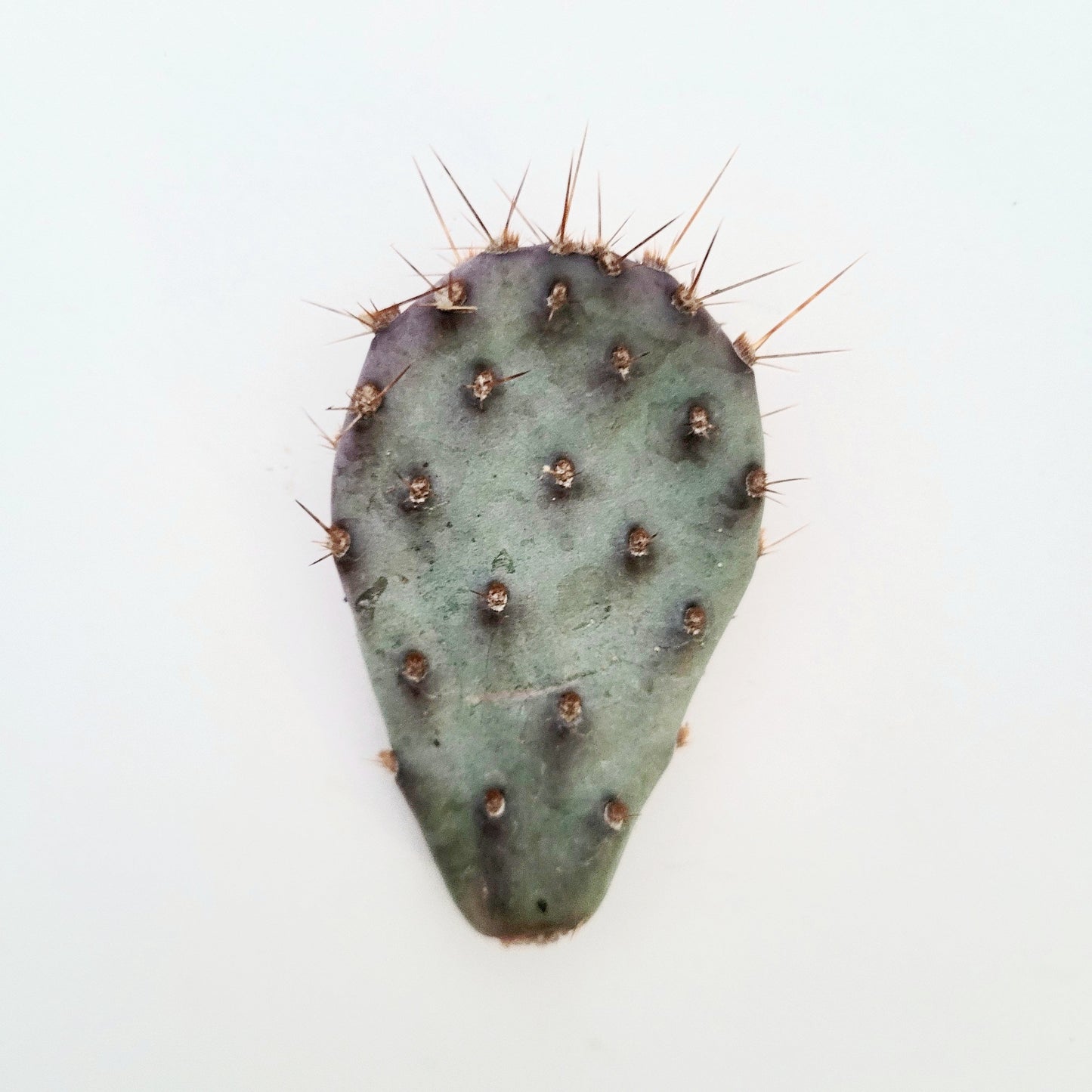 Opuntia santarita Santa Rita Purple Prickly Pear Cactus