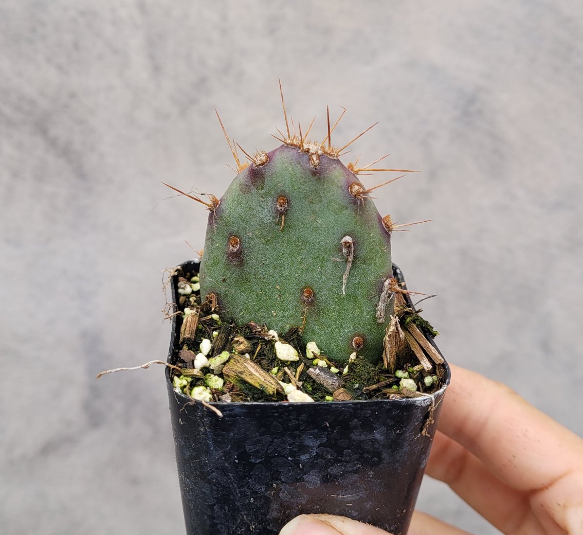 Opuntia santarita Santa Rita Purple Prickly Pear Cactus
