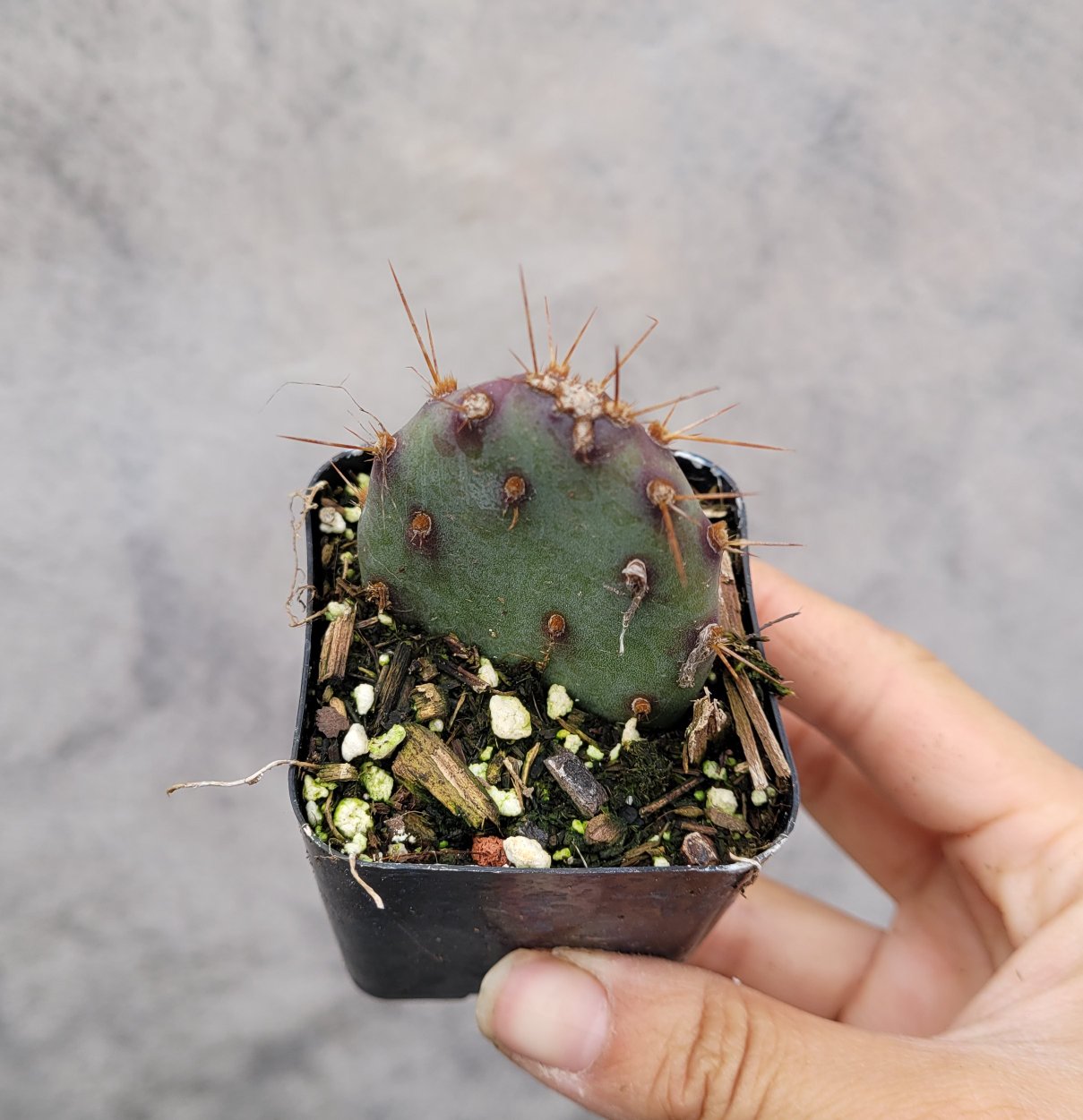 Opuntia santarita Santa Rita Purple Prickly Pear Cactus