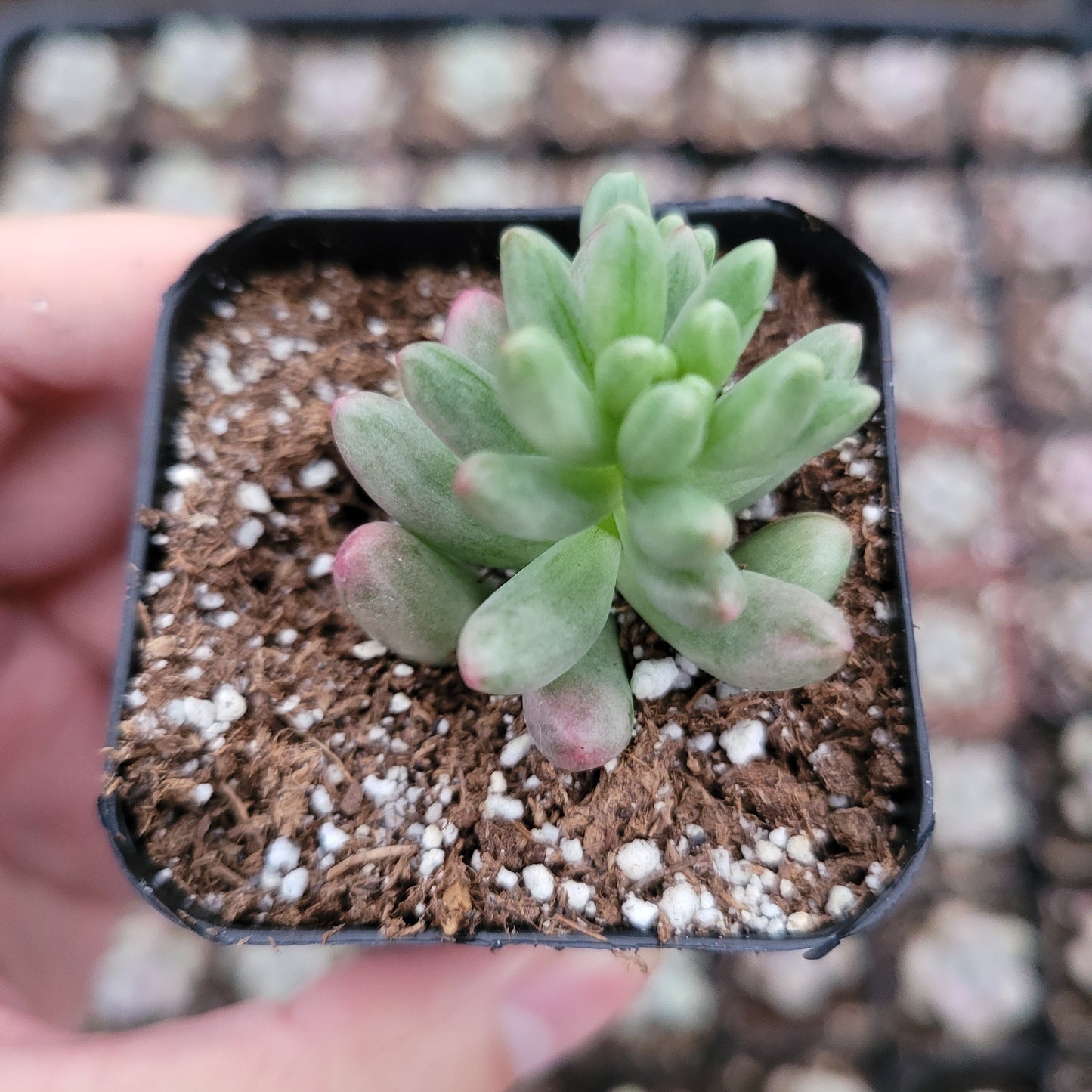 Sedum rubrotinctum 'Aurora' Pink Jelly Bean