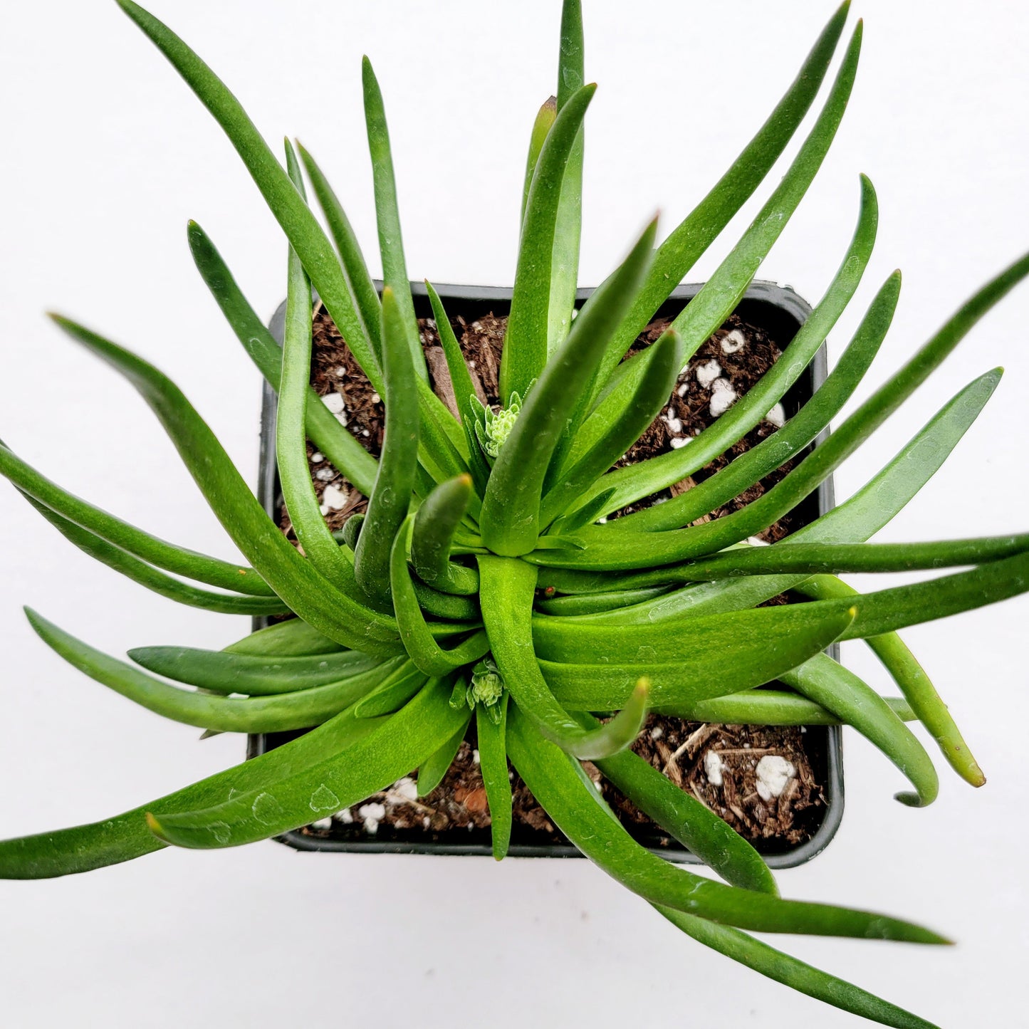 Crassula nudicaulis 'Devil's Horns'