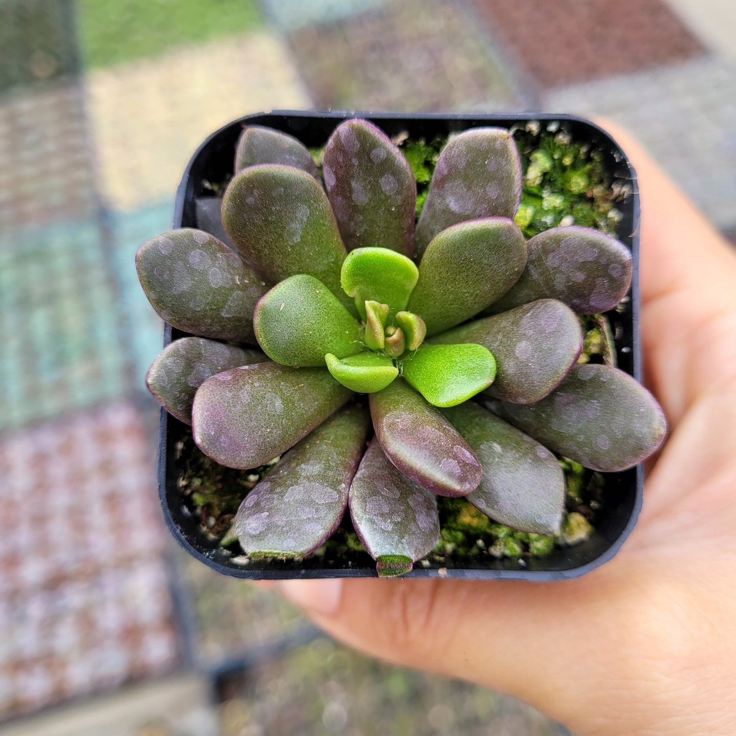 Anacampseros telephiastrum Burgundy