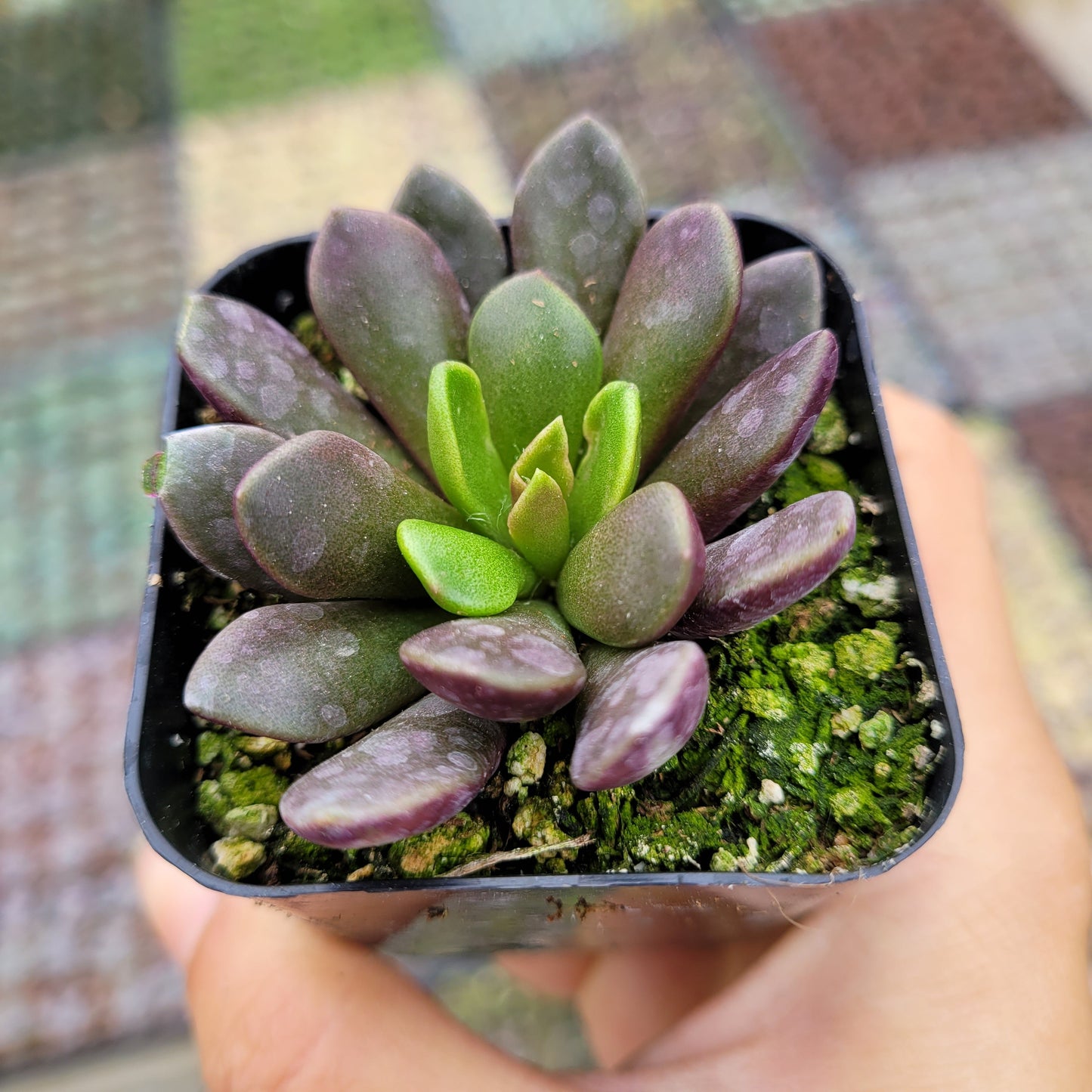 Anacampseros telephiastrum Burgundy