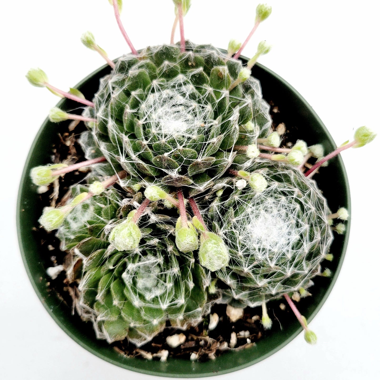 Sempervivum 'Hurricane'