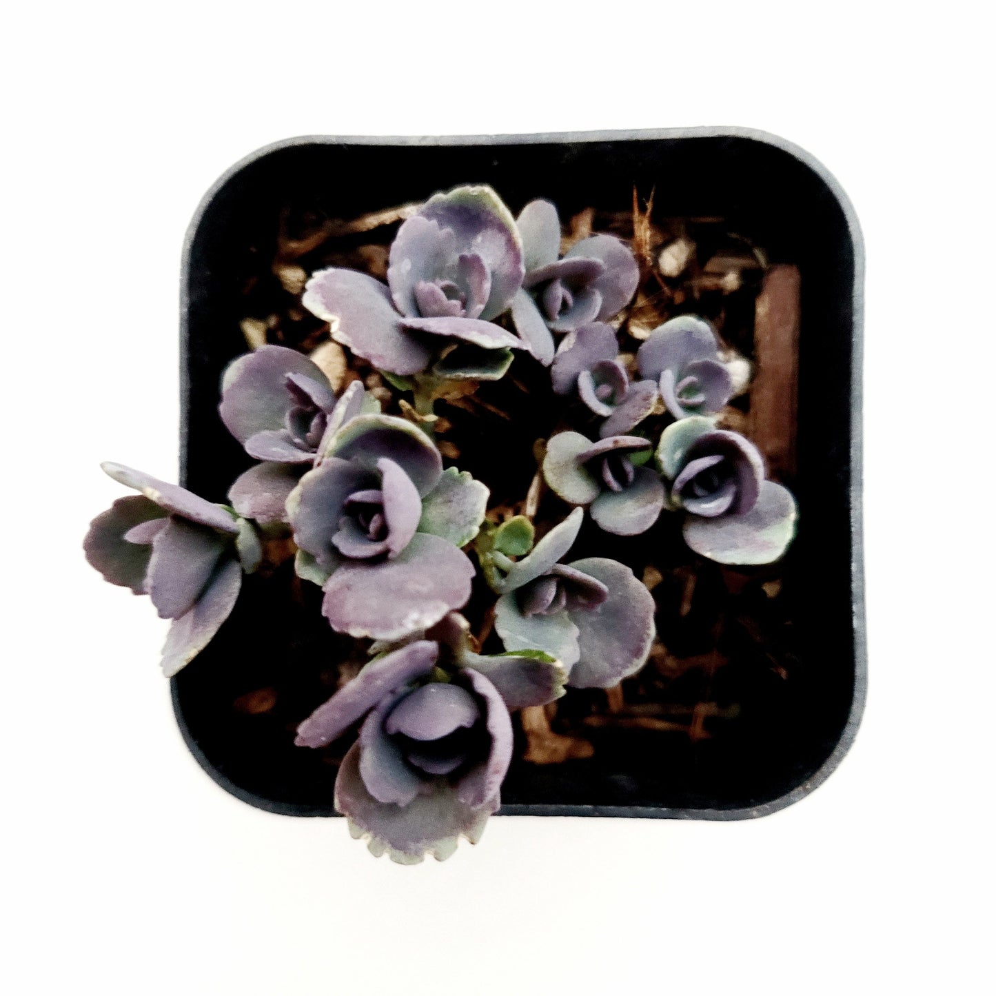SunSparkler® Sedum 'Blue Pearl'
