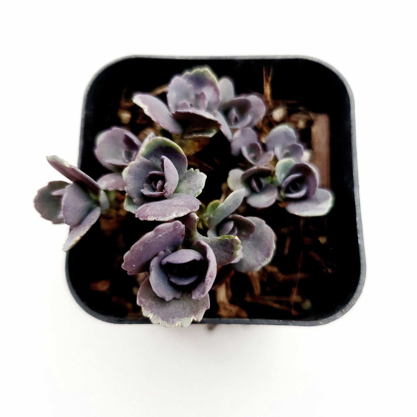 SunSparkler® Sedum 'Blue Pearl'