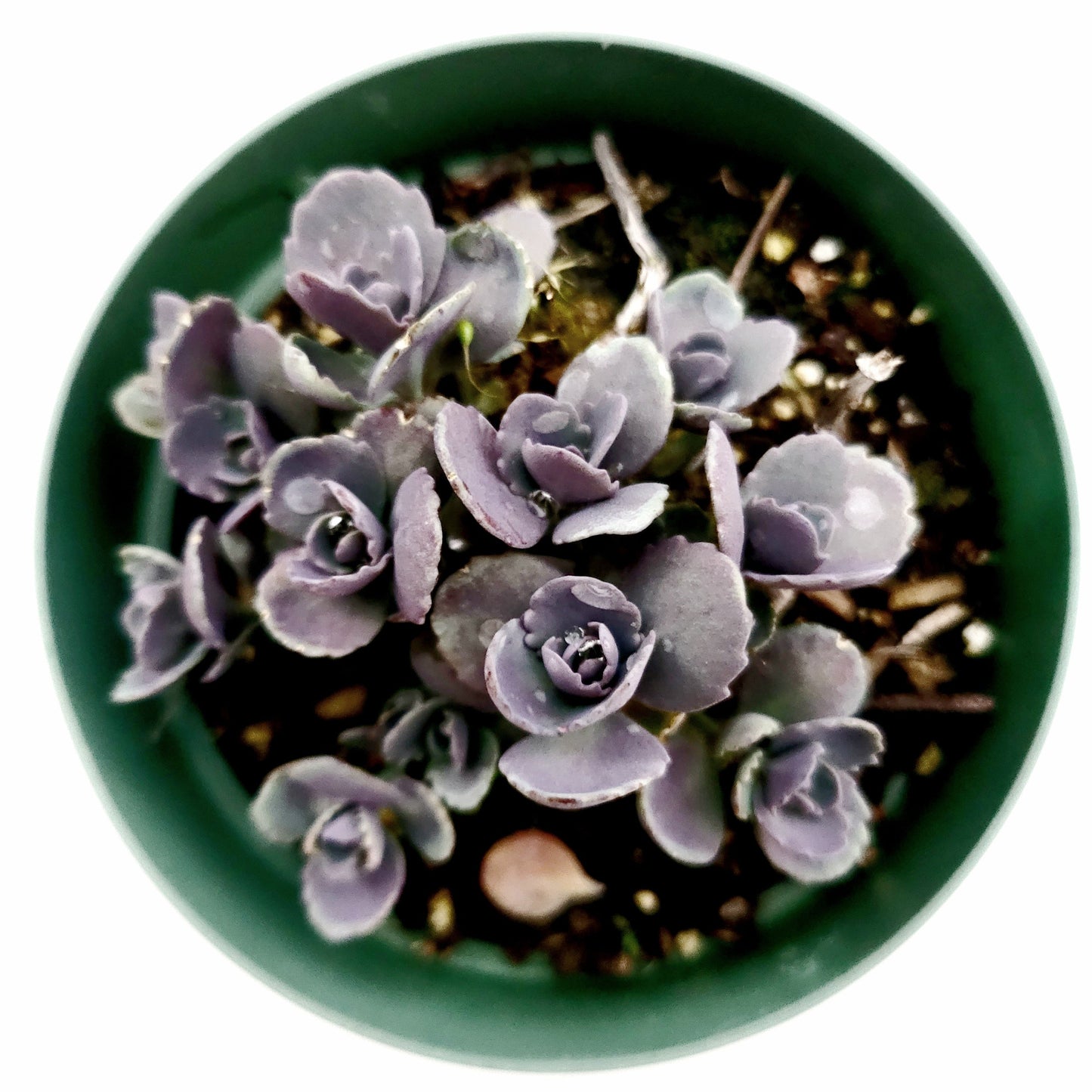 SunSparkler® Sedum 'Blue Pearl'