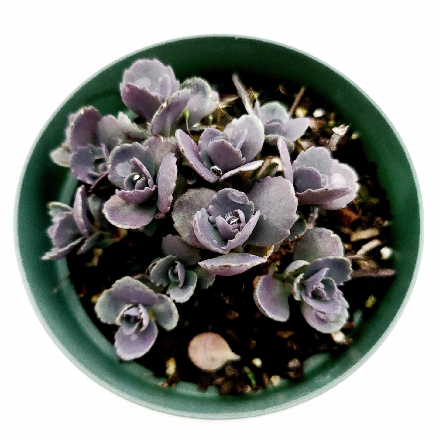 SunSparkler® Sedum 'Blue Pearl'