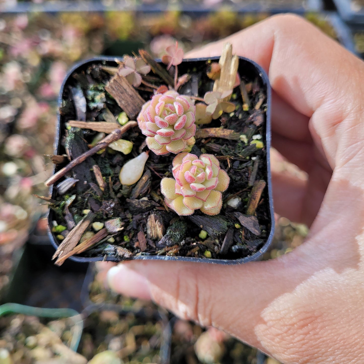 Sedum versadense Korean Succulent