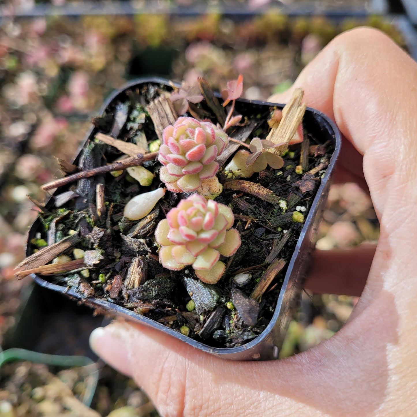 Sedum versadense Korean Succulent
