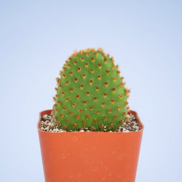 Opuntia microdasys subsp. rufida "Cinnamon Bunny Ears"