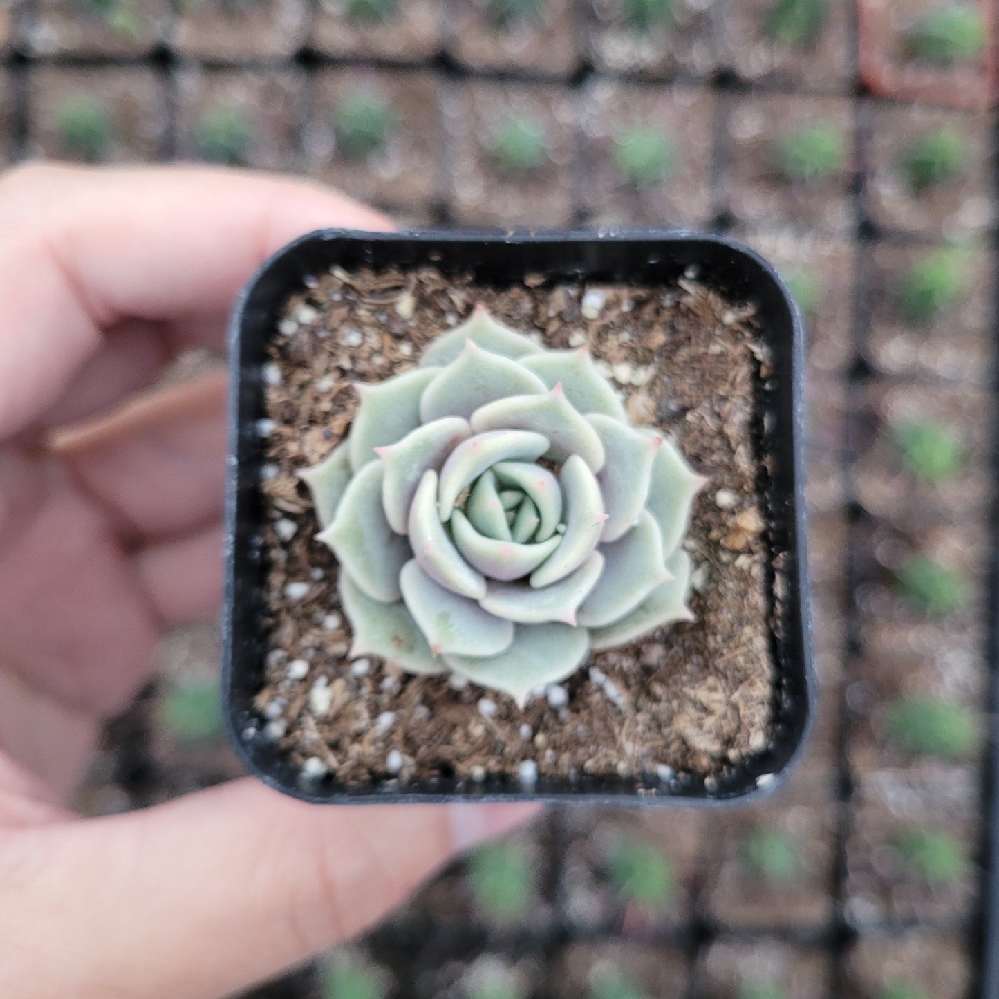 Echeveria 'Lola'