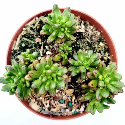 Aeonium sedifolium - Dwarf Aeonium