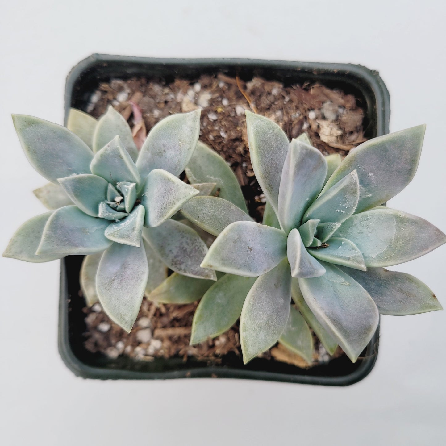 Graptopetalum paraguayense - Blue Haze