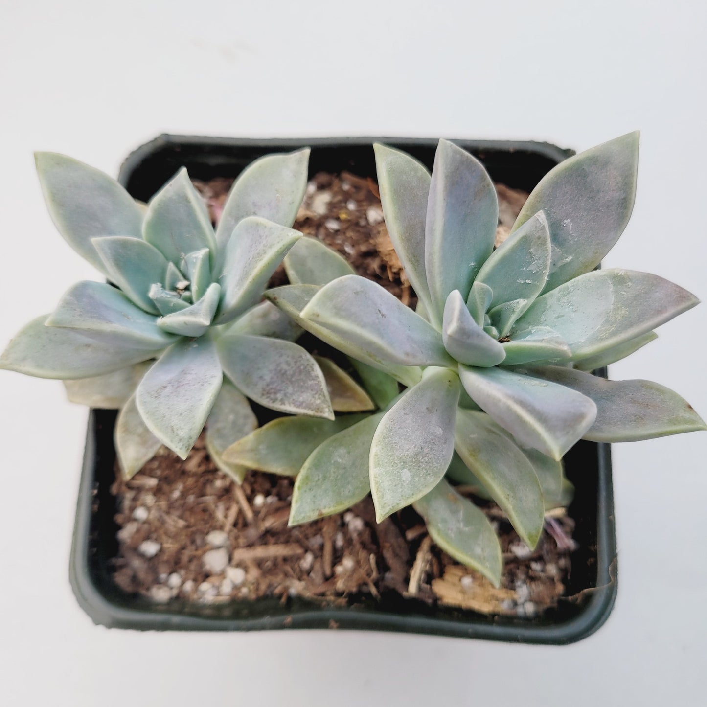 Graptopetalum paraguayense - Blue Haze