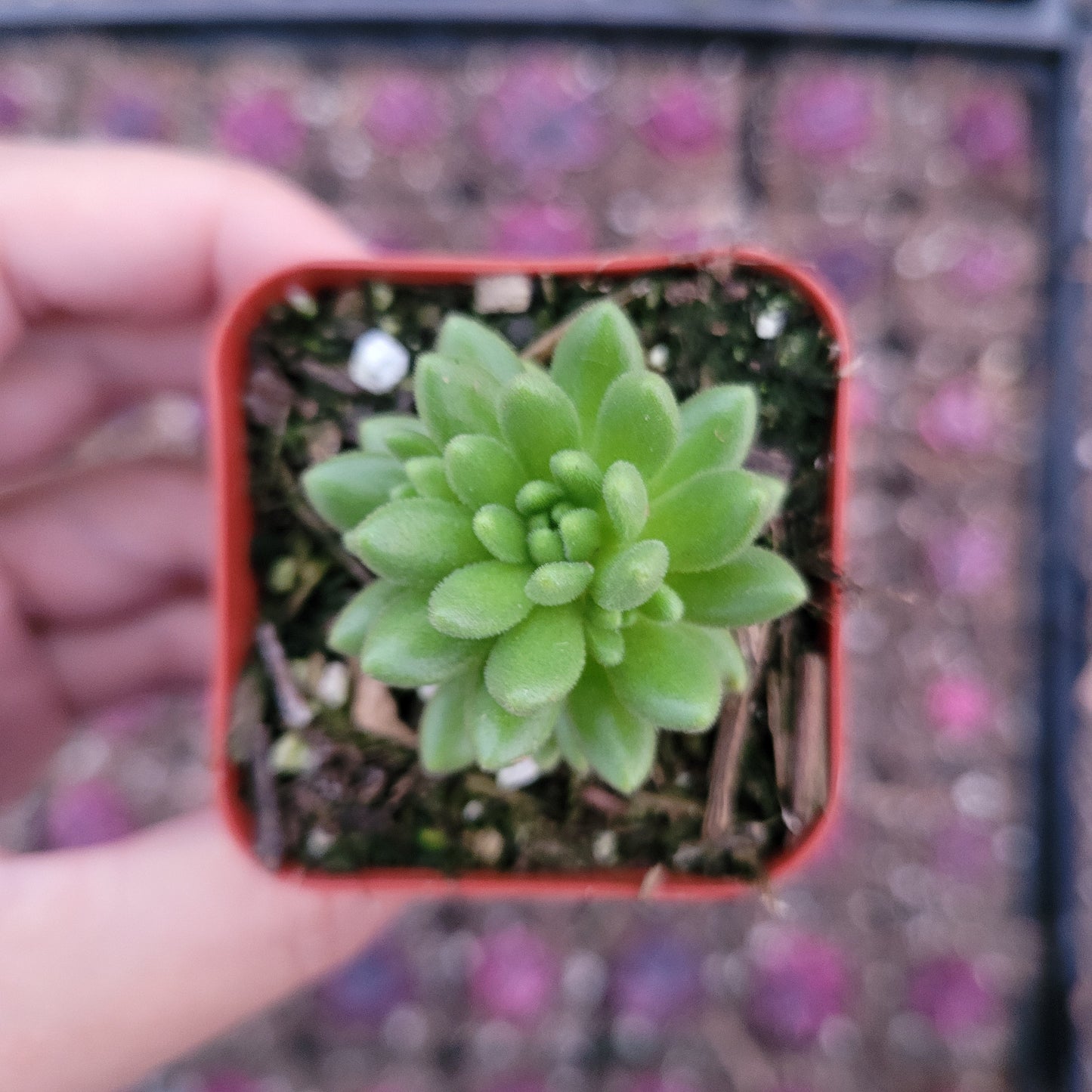 Sedum winkleri