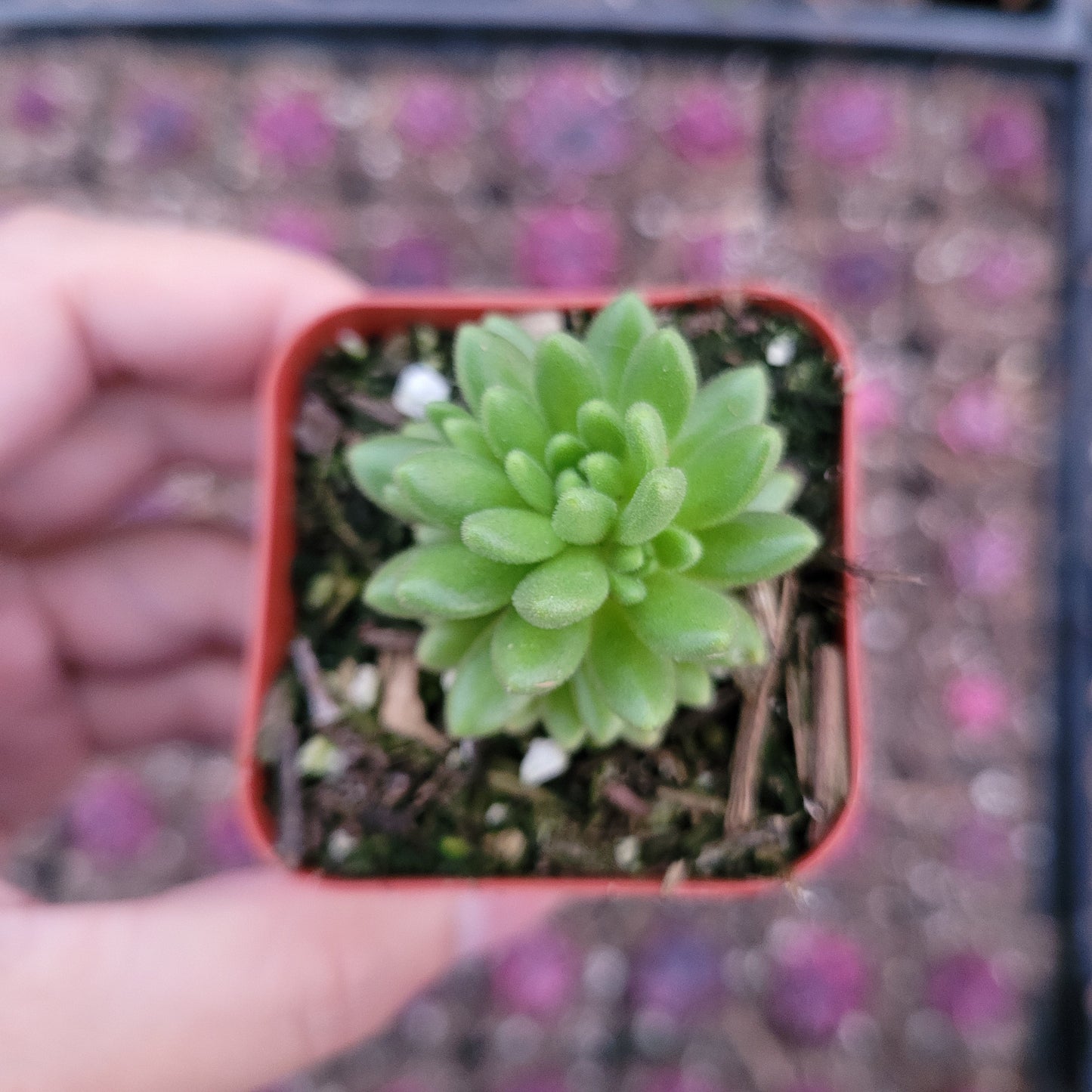 Sedum winkleri