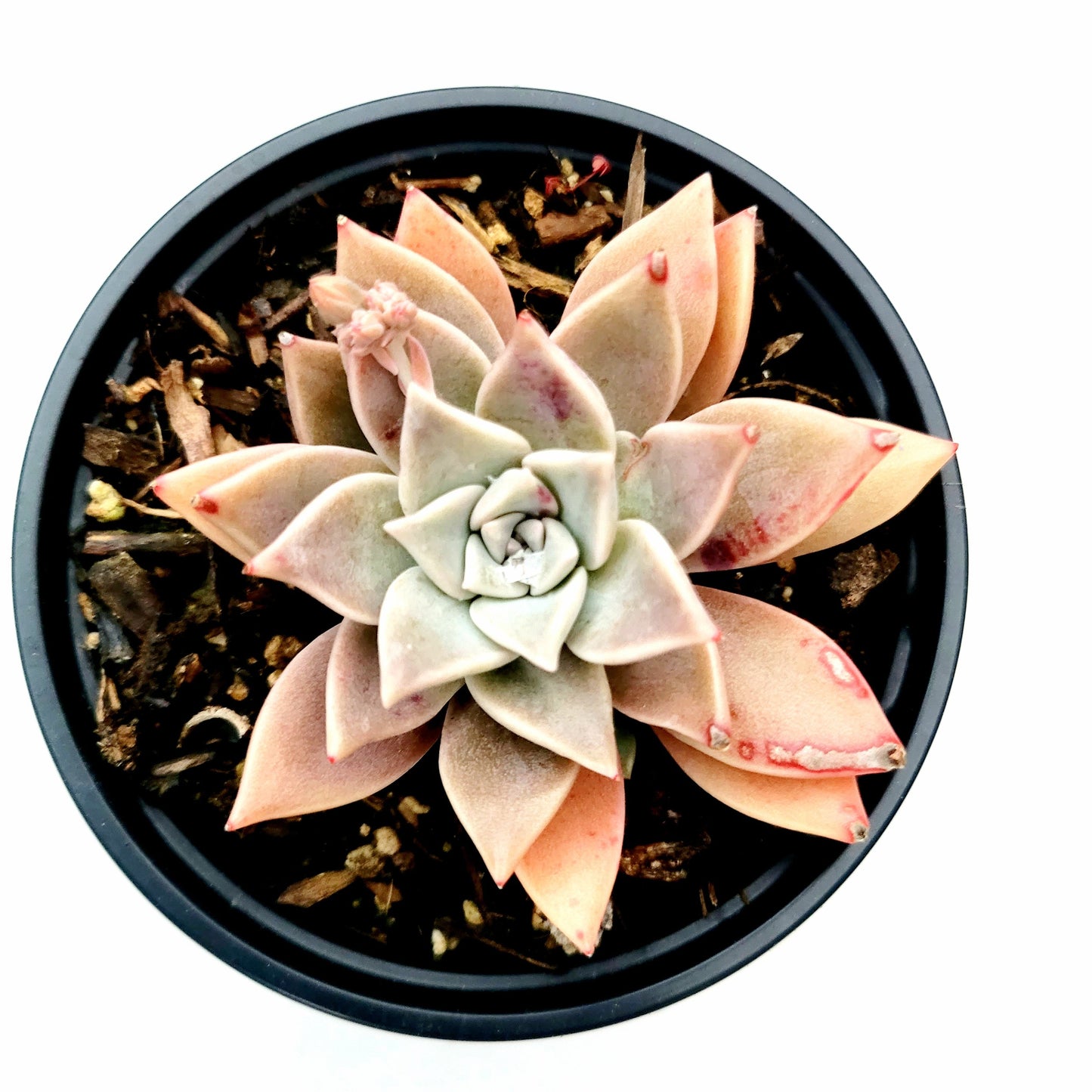 Graptopetalum paraguayense - Blue Haze