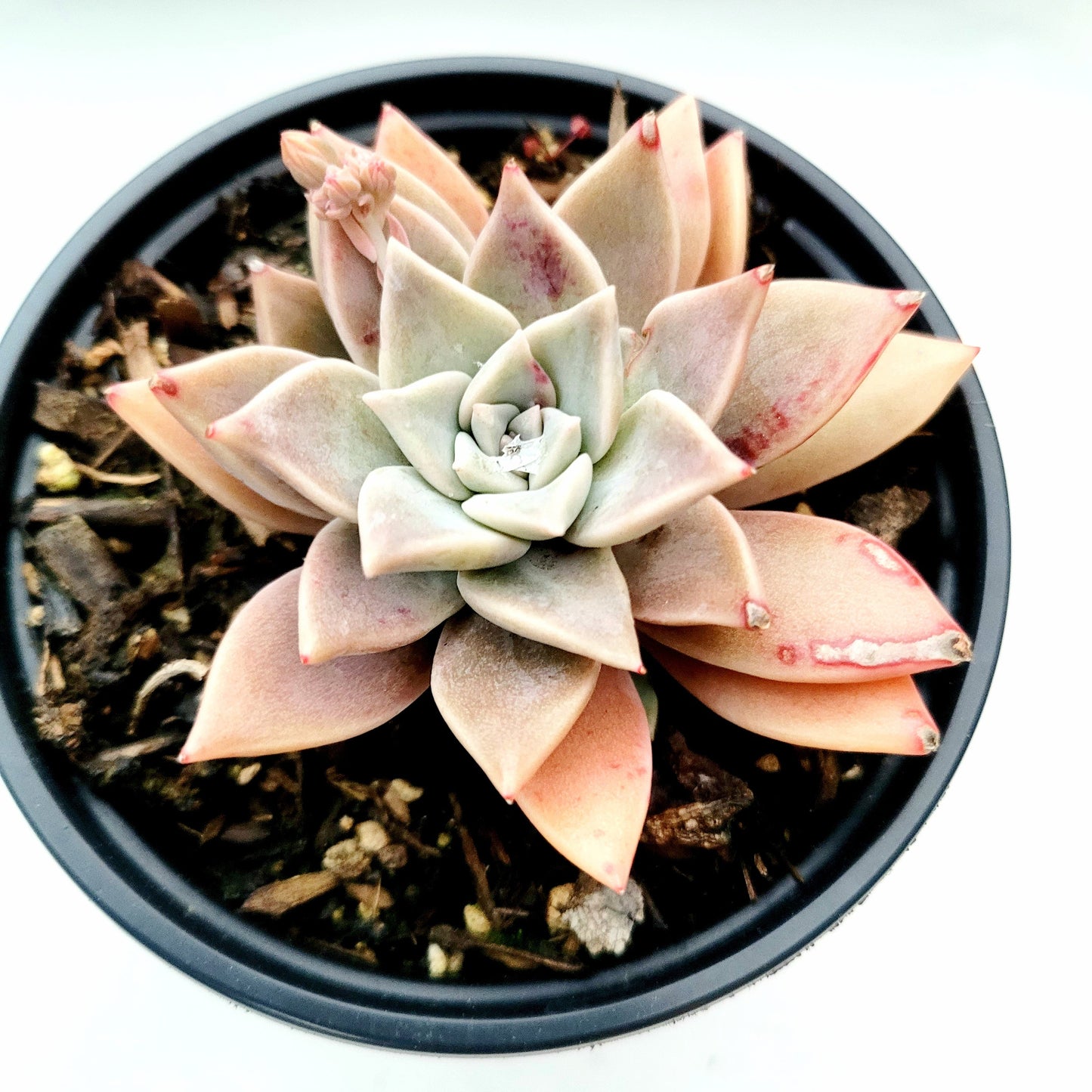 Graptopetalum paraguayense - Blue Haze