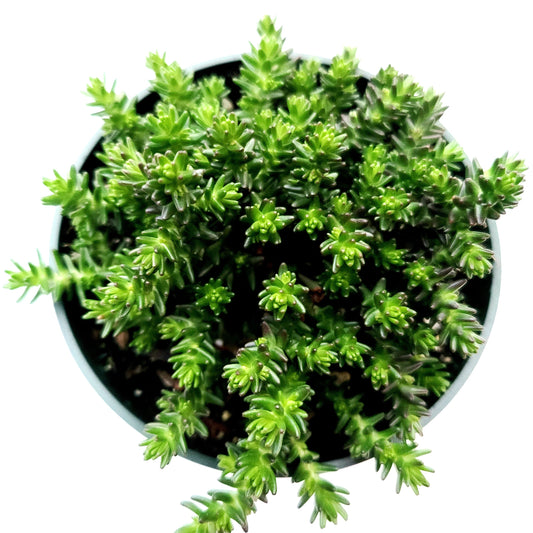 Sedum sexangulare - Tasteless Stonecrop