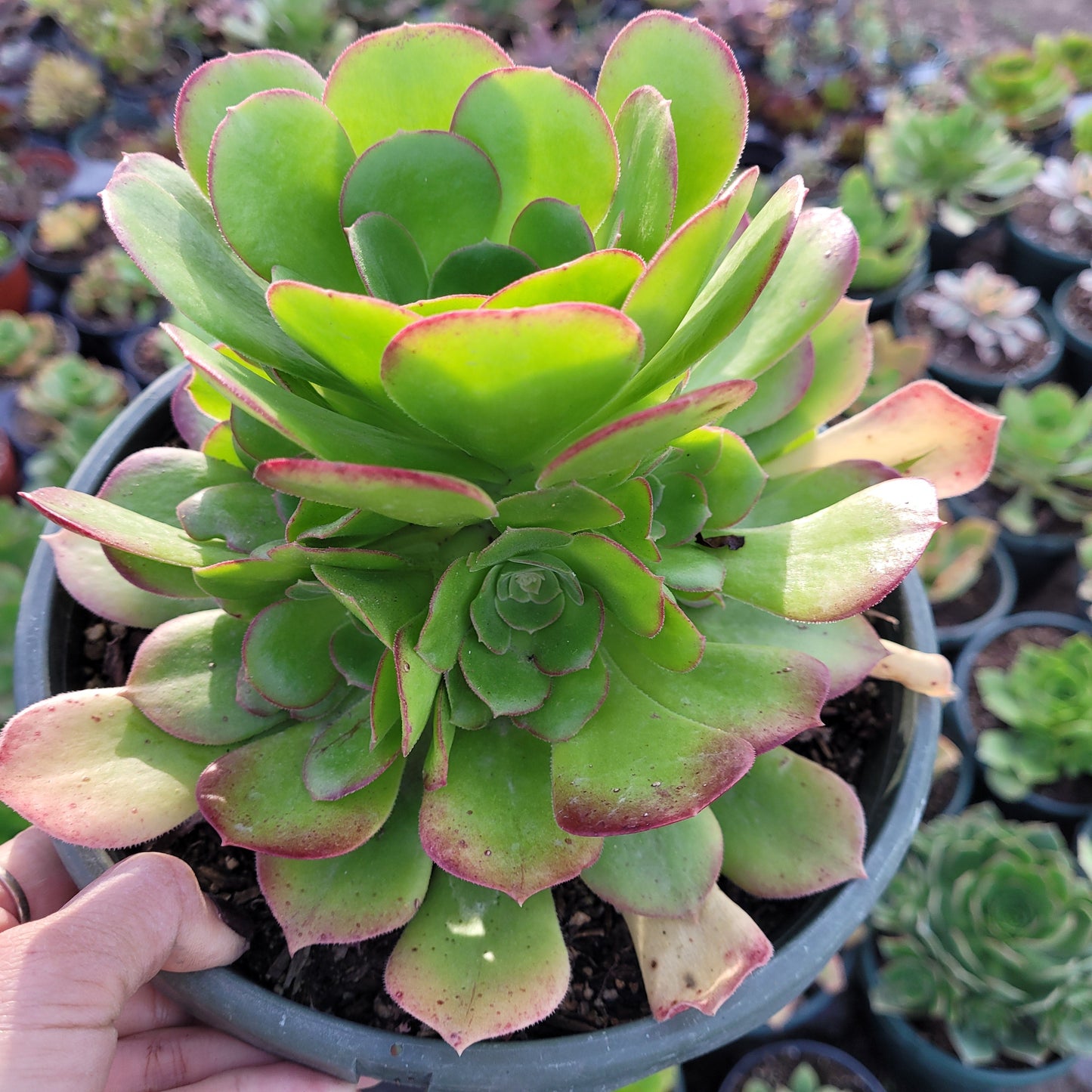 Aeonium 'Blushing Beauty'