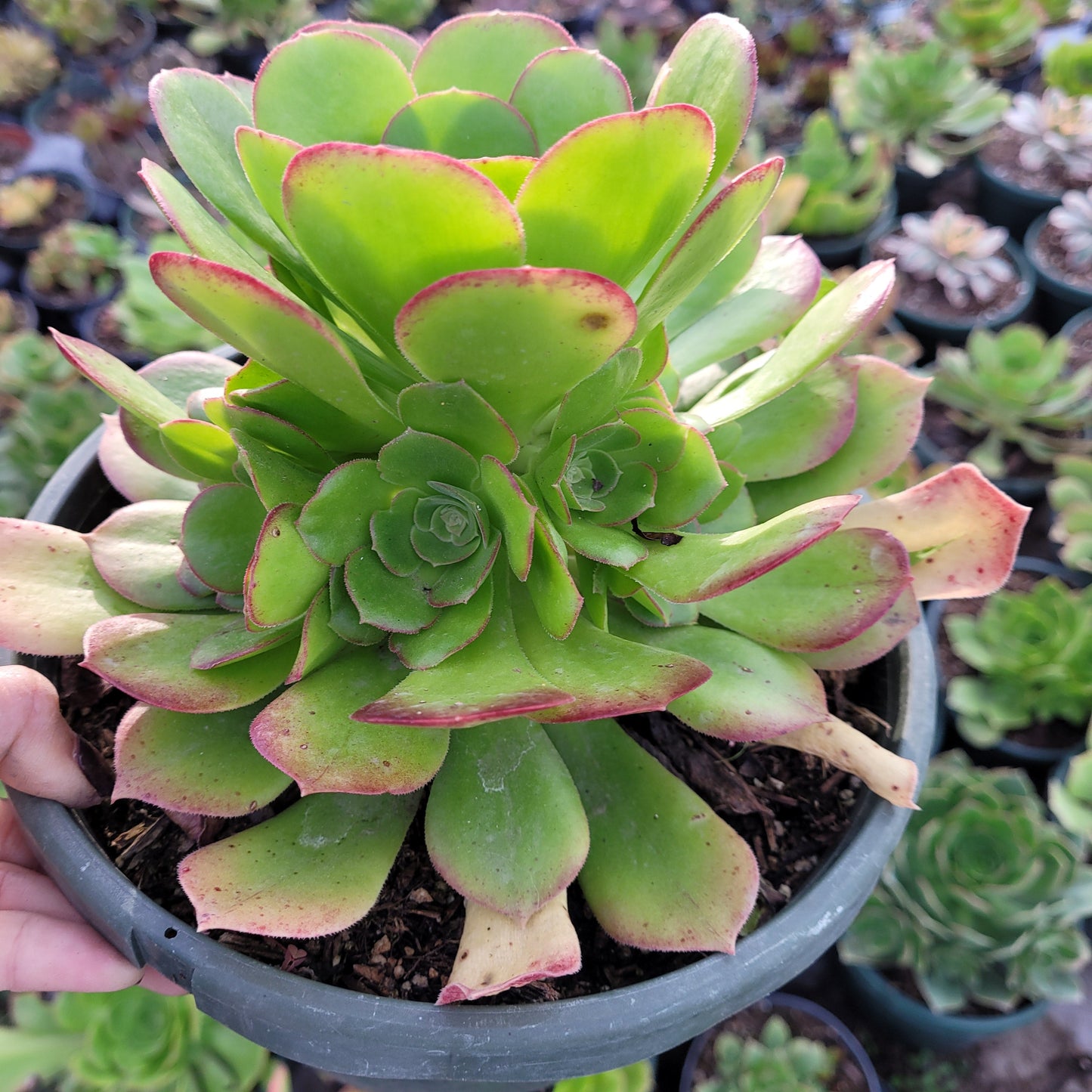 Aeonium 'Blushing Beauty'