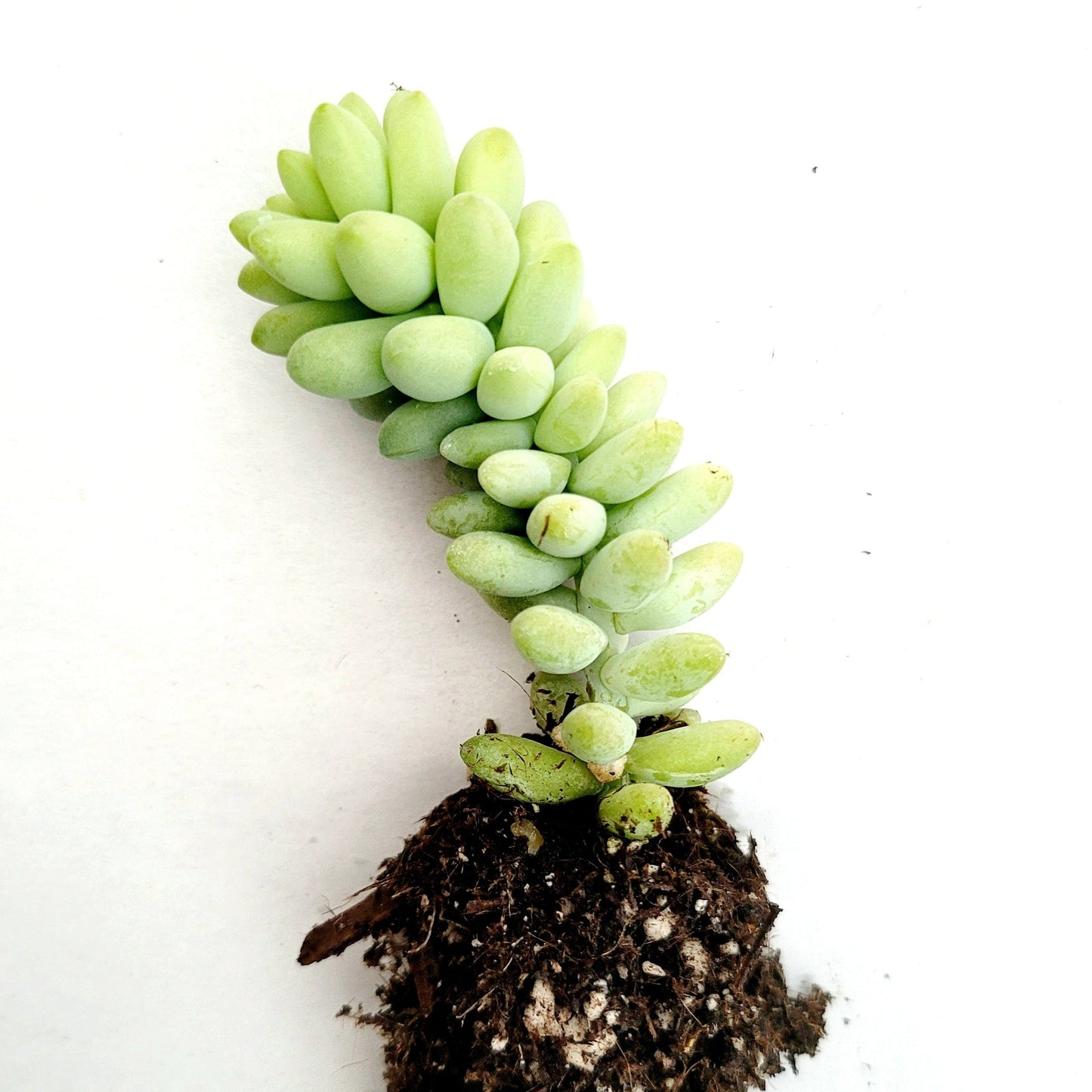 Sedum 'Burrito' Donkey Tail