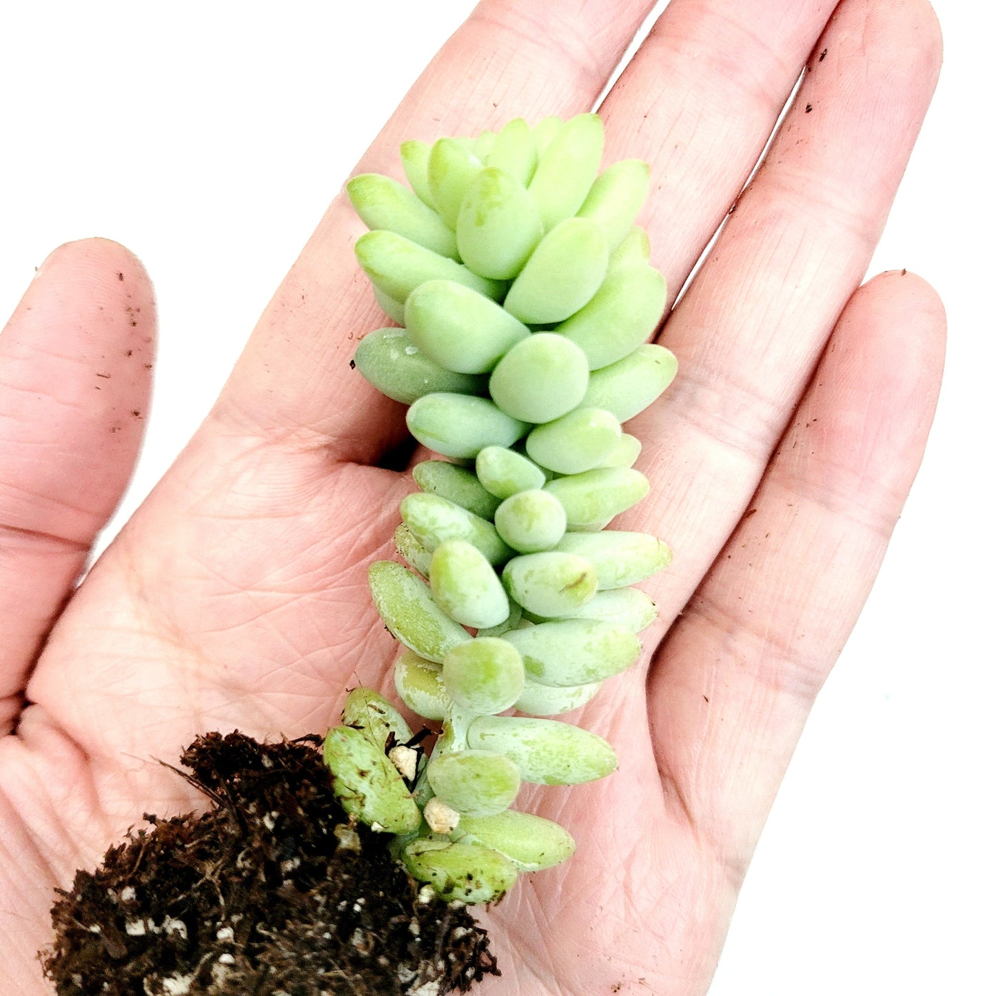 Sedum 'Burrito' Donkey Tail