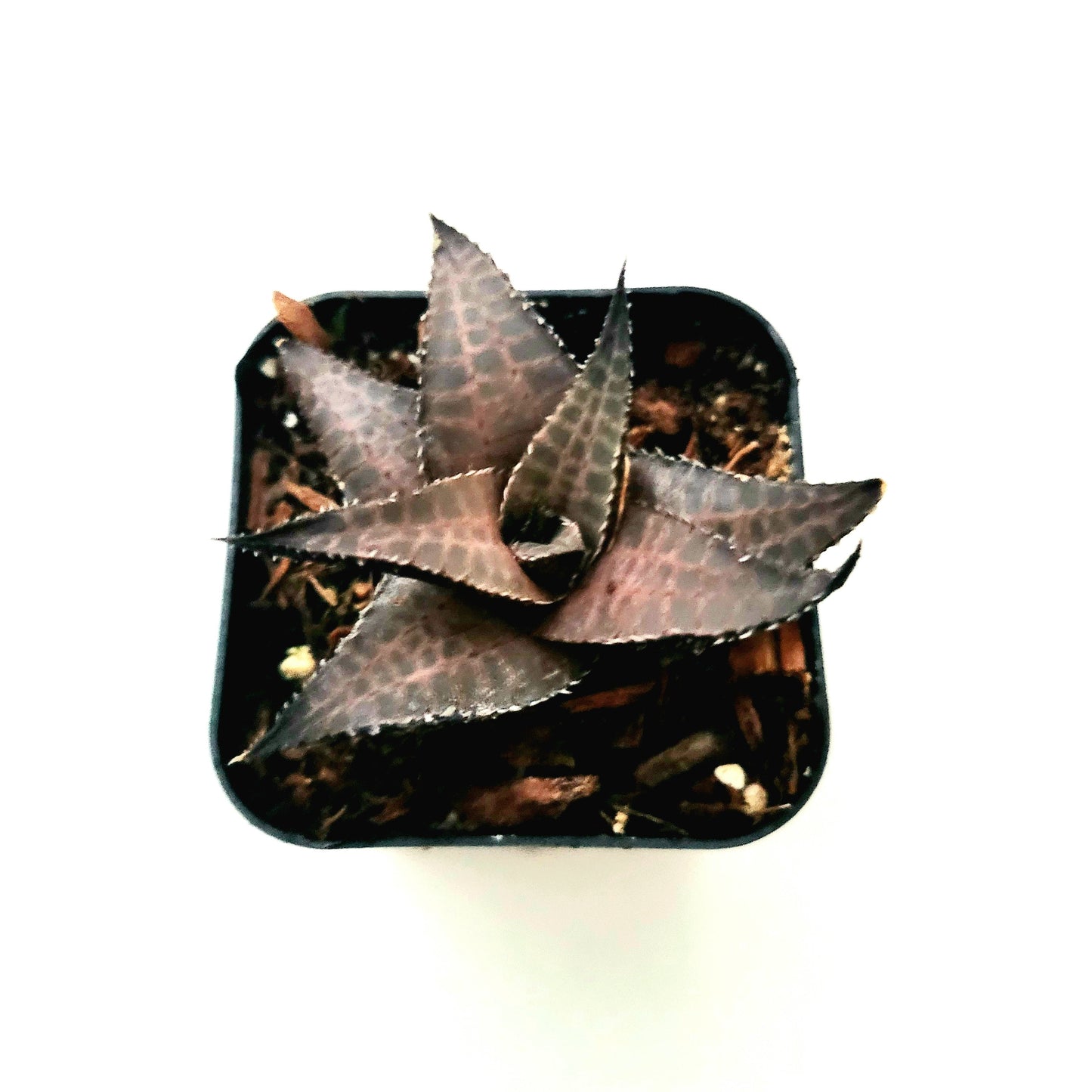Haworthia venosa subsp. tessellata Veined Haworthia