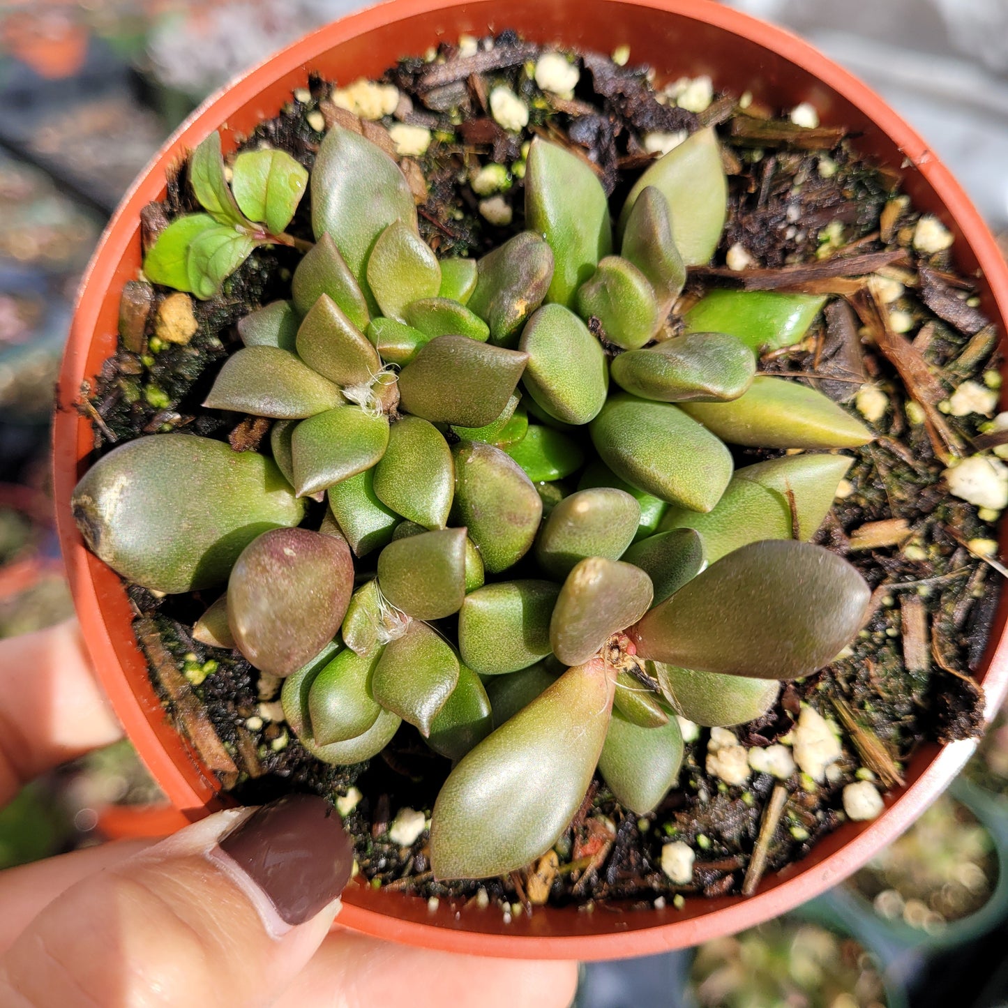 Anacampseros telephiastrum Burgundy