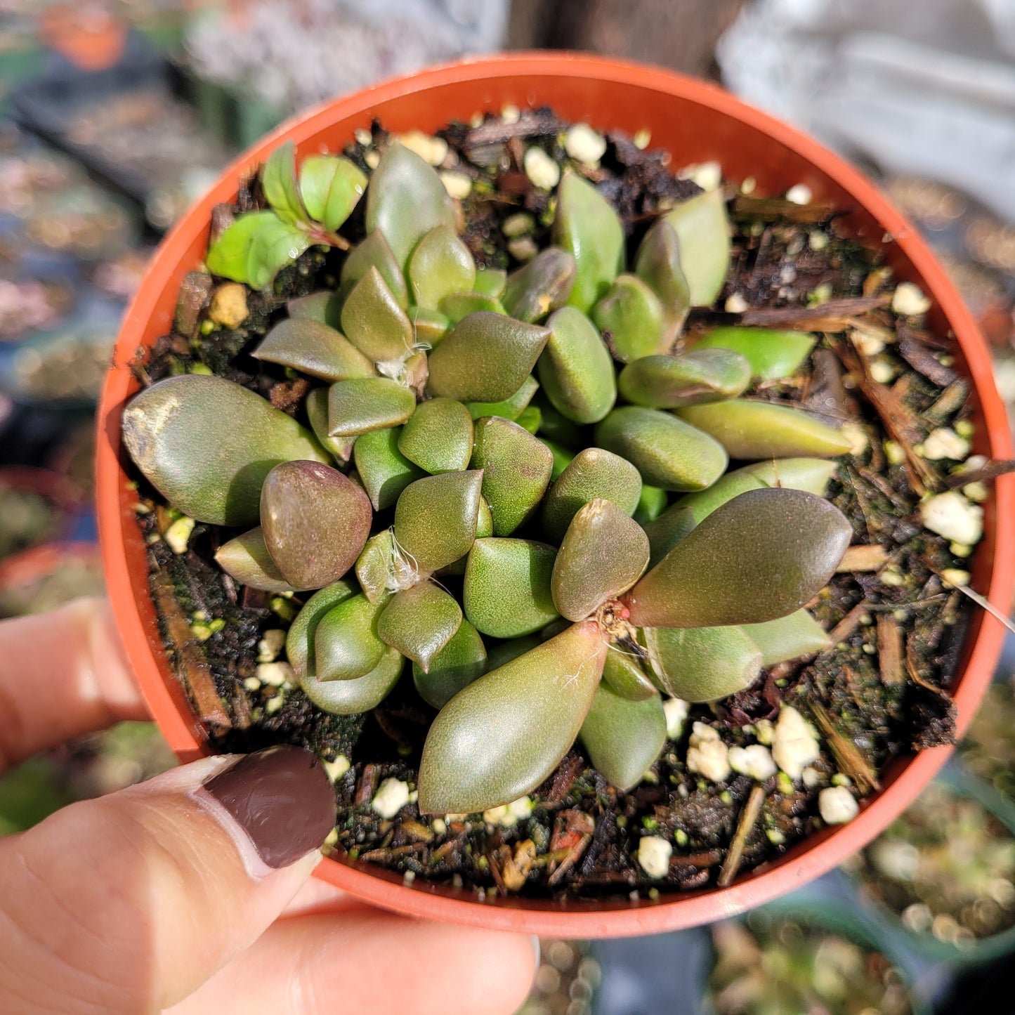 Anacampseros telephiastrum Burgundy