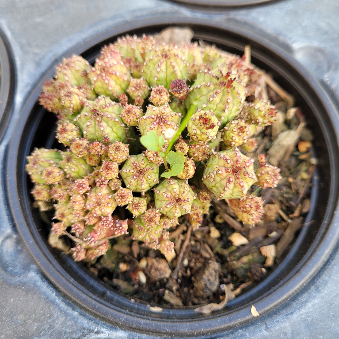 Euphorbia monstrose