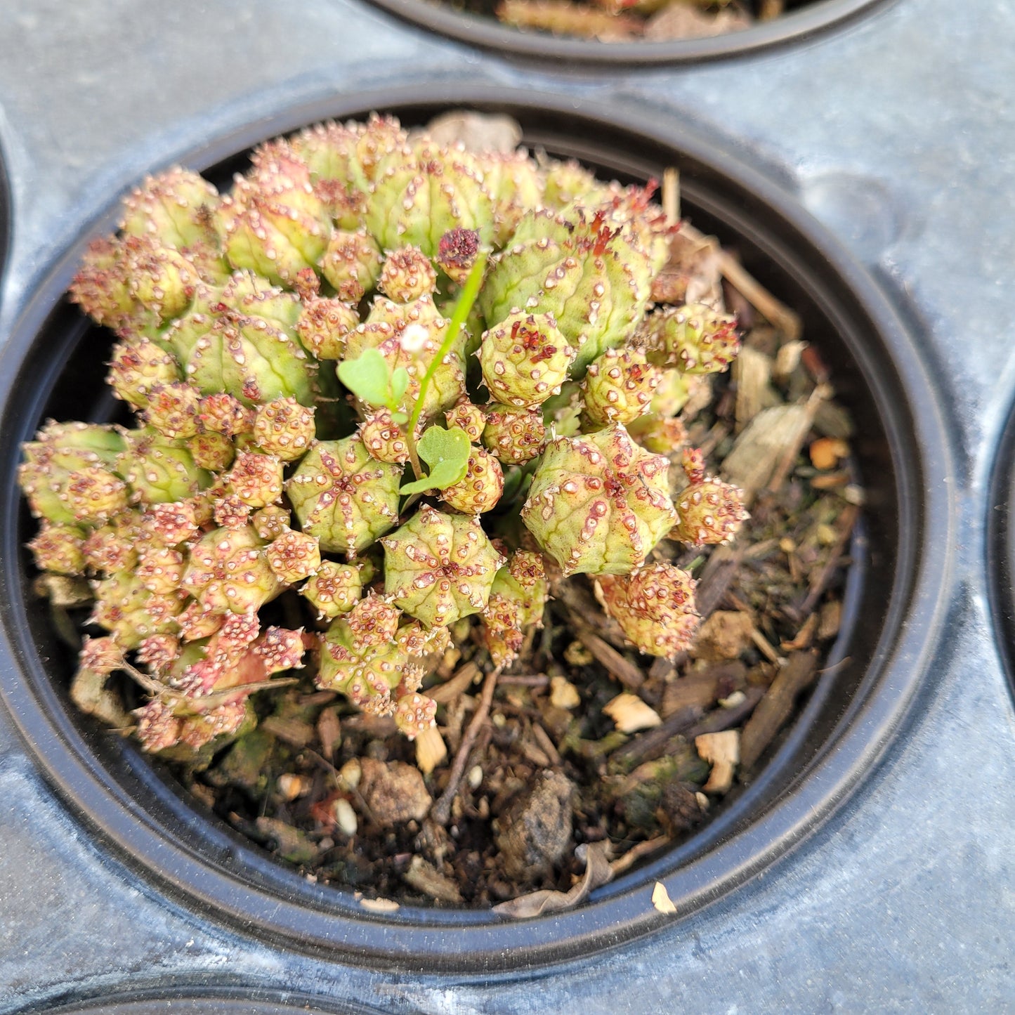 Euphorbia monstrose