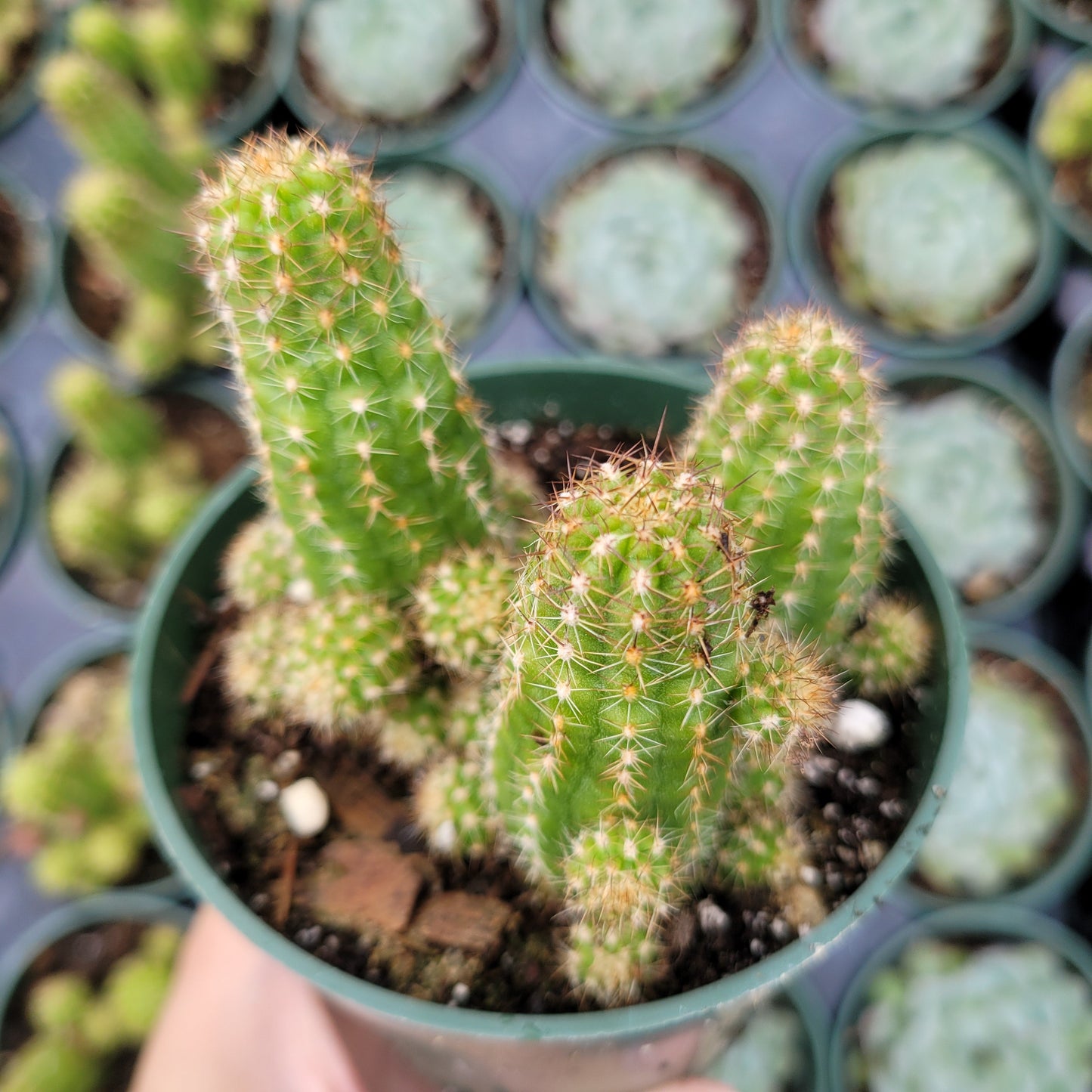 Chamaelobivia 'Rose Quartz' Peanut Cactus