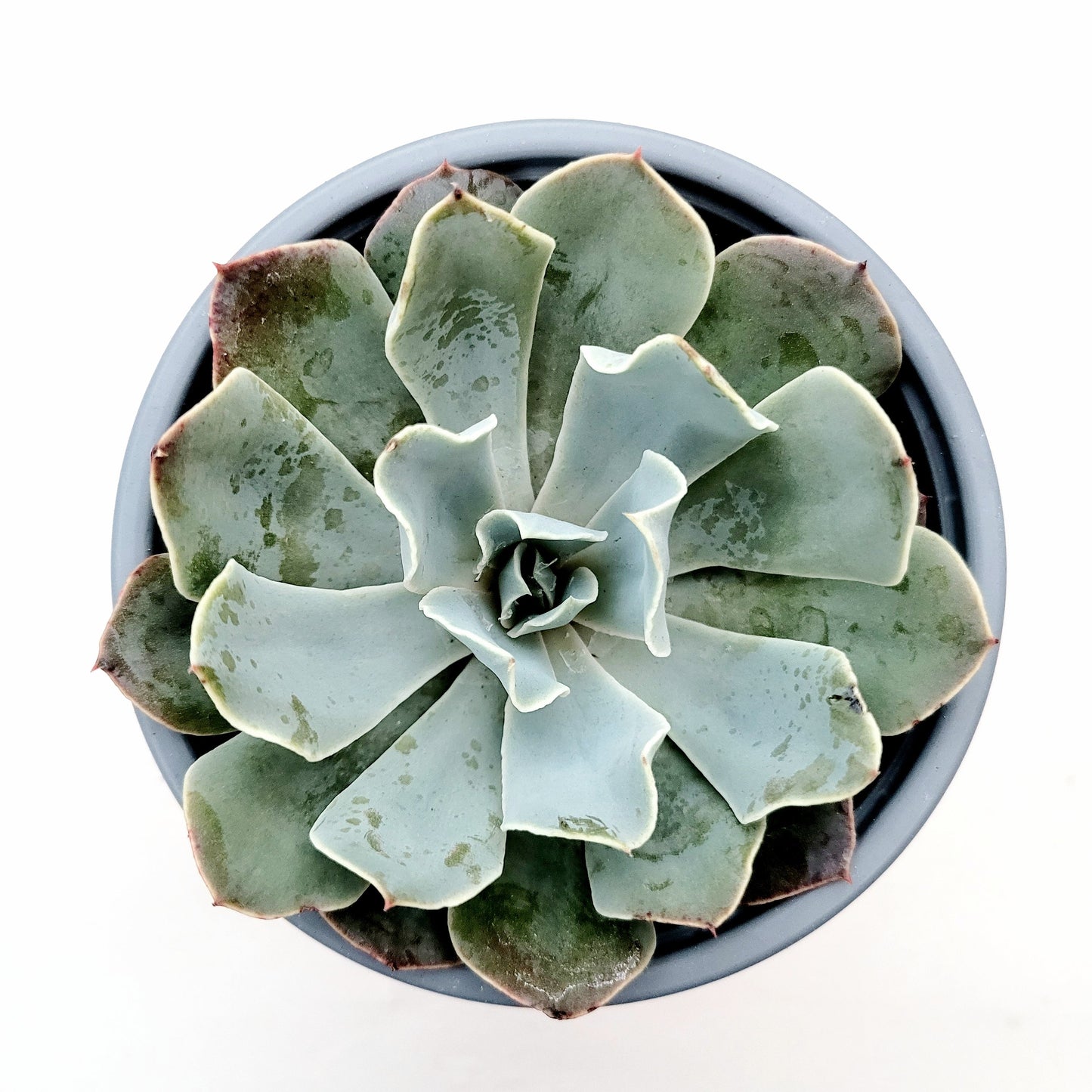 Echeveria 'Blue Frills'