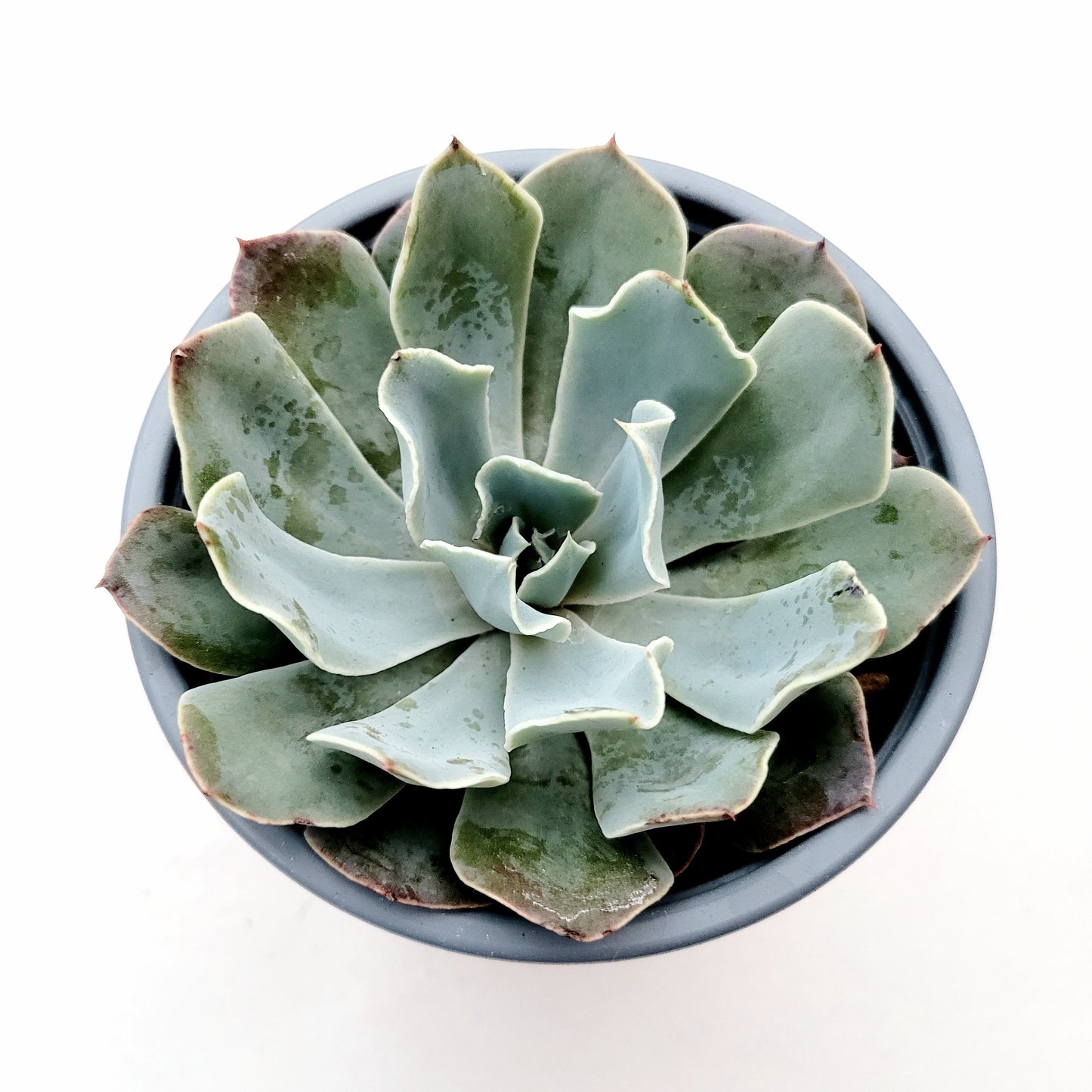 Echeveria 'Blue Frills'