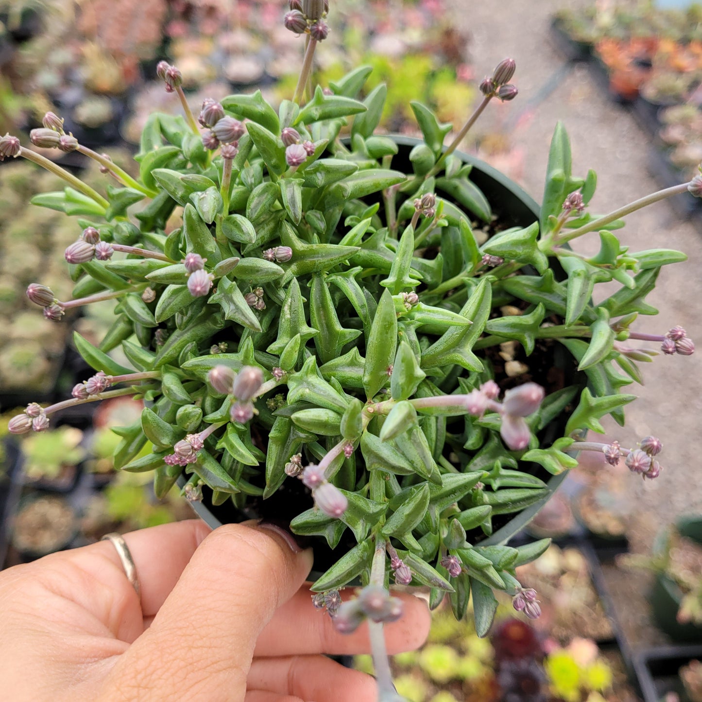 String of Dolphins Senecio peregrinus