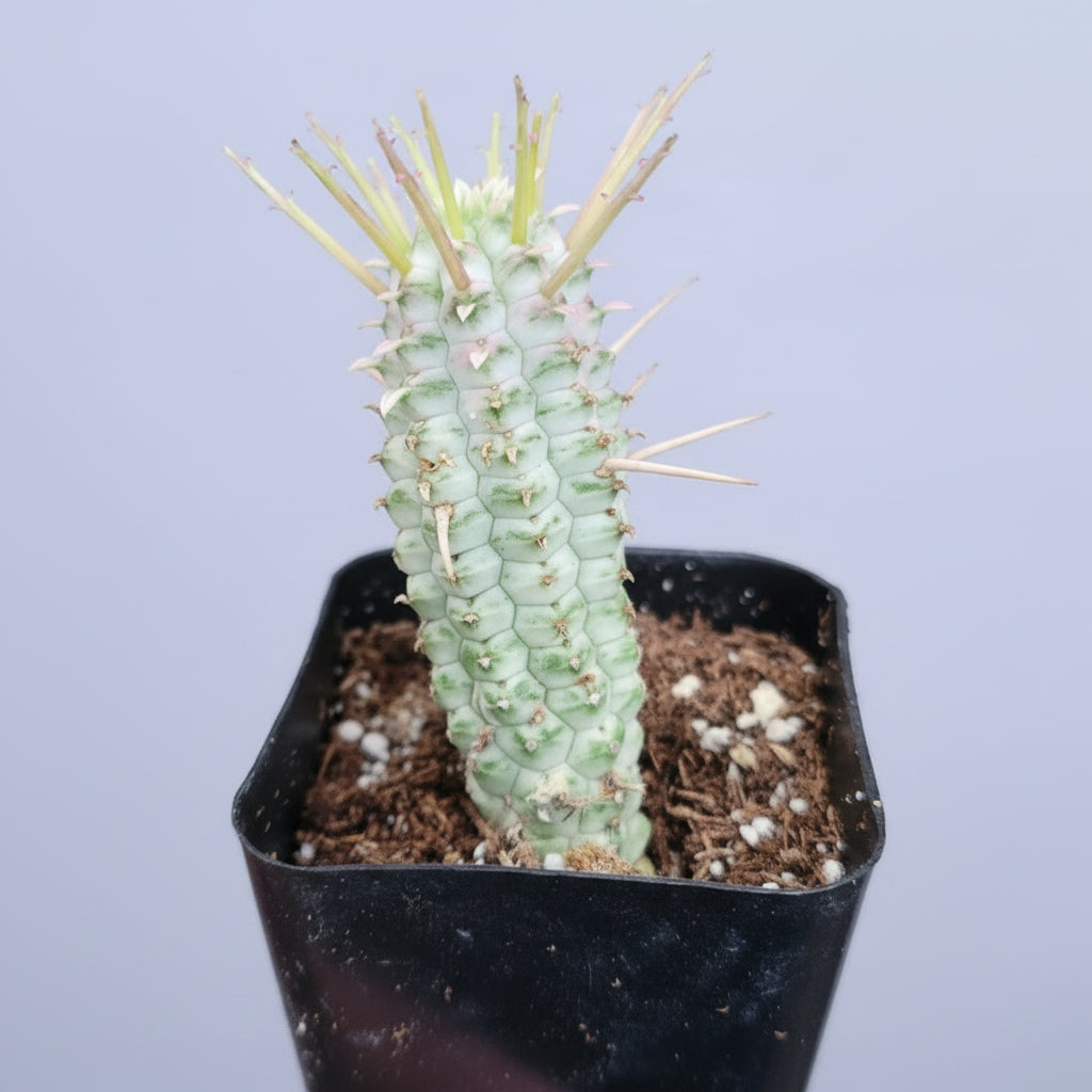 Variegated Corn Cob Cactus Euphorbia mammillaris