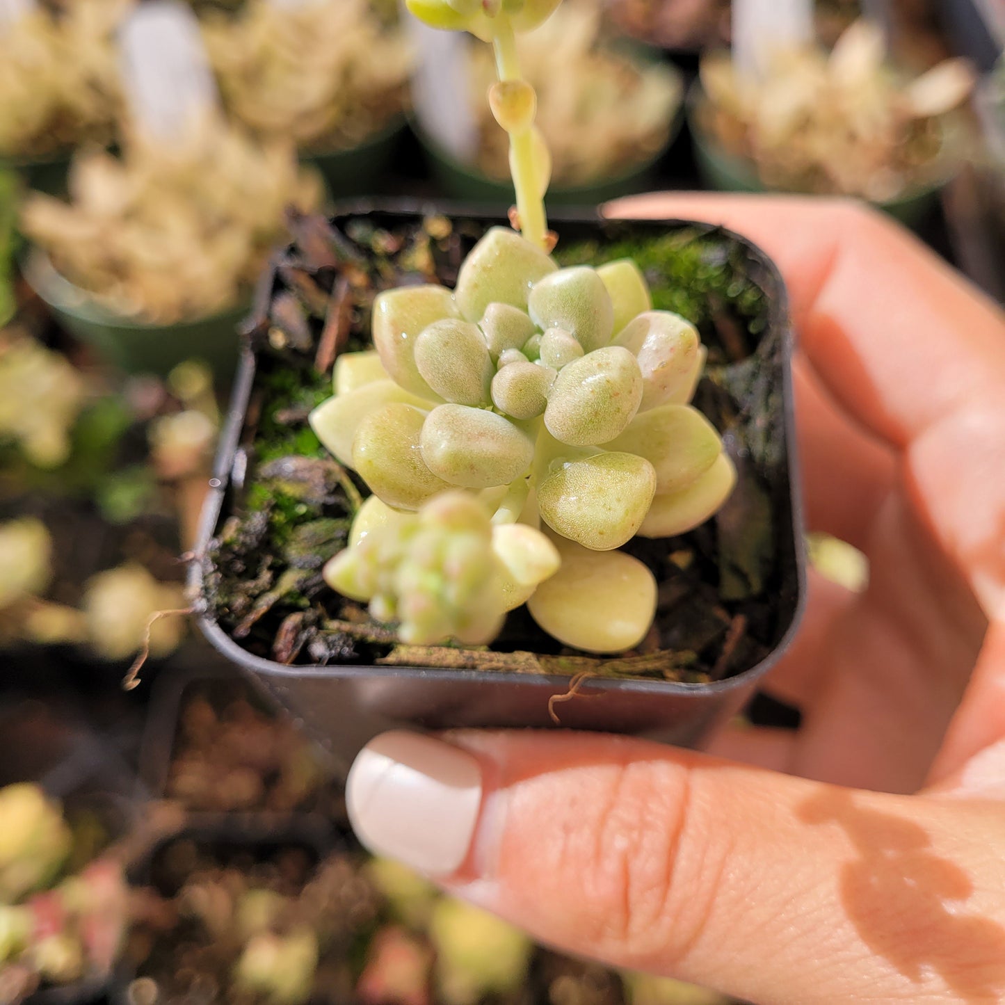 Graptoveria mendozae [Fragile]